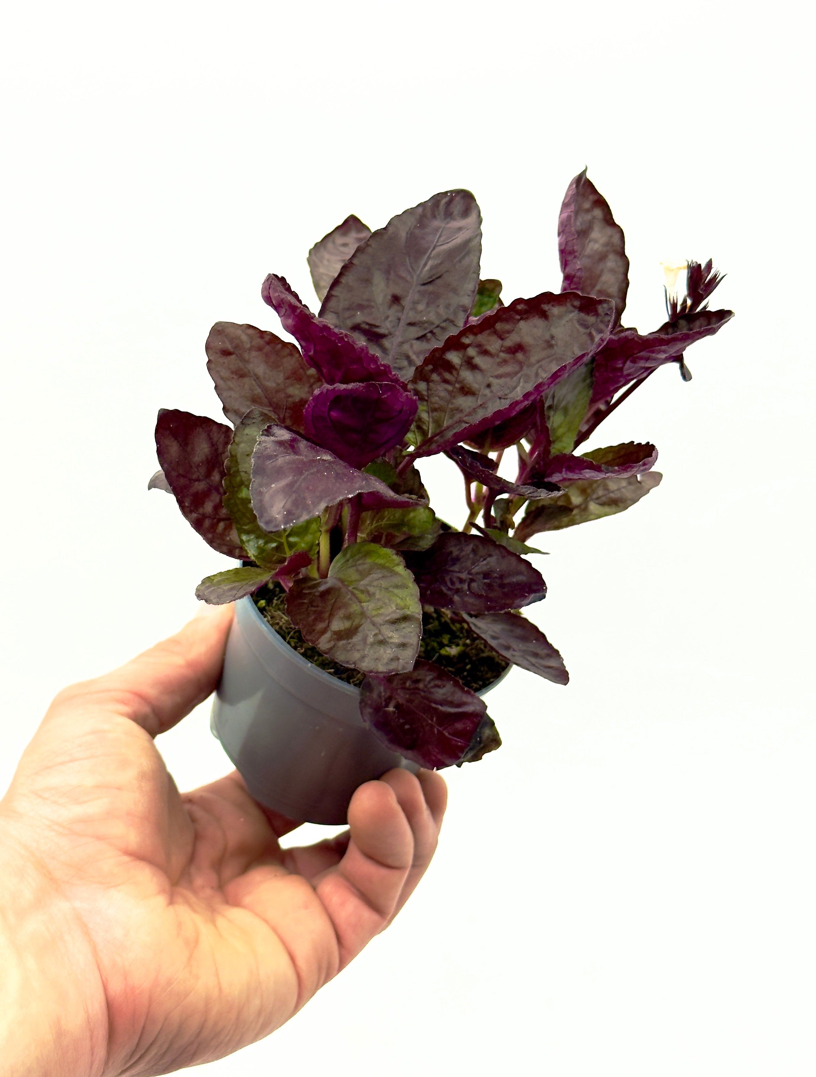 Hemigraphis Crispy Red Flame di Dreaming Plants con foglie arricciate dai riflessi viola e rosso metallico in vaso da 8,5 cm, perfetta per terrarium e interni.