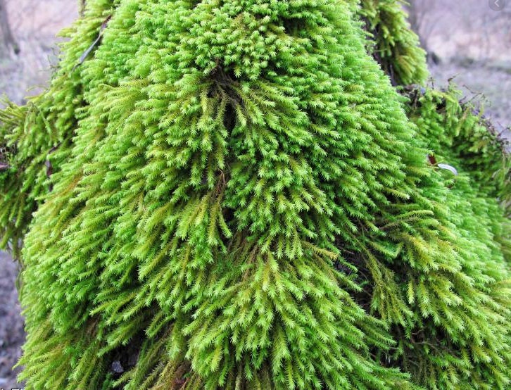 Muschio Anomodon Viticulosus : Tappeto Vivo per Terrarium, Rocce e Pareti