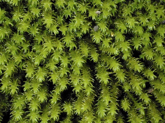 Anomodon viticulosus - Il Tappeto Verticale di Muschio Raro per Pareti e Rocce