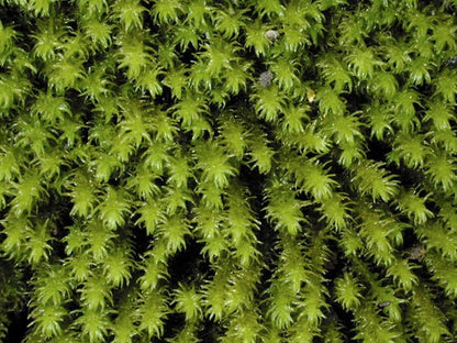 Muschio Anomodon Viticulosus : Tappeto Vivo per Terrarium, Rocce e Pareti