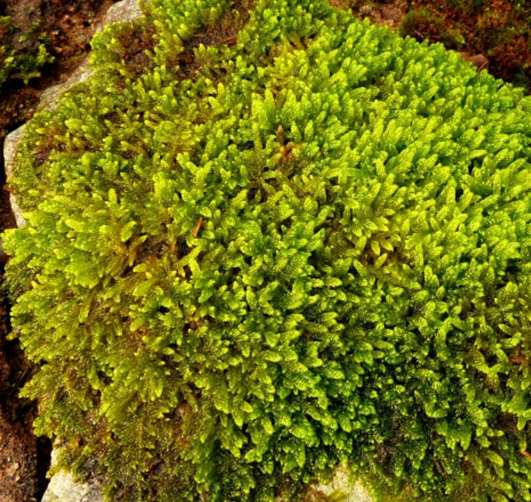 Muschio Hypnum cupressiforme per Terrarium – Muschio Vivo per Ambienti Tropicali