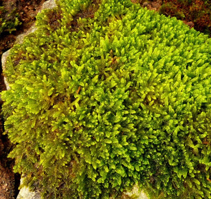 Muschio Hypnum cupressiforme per Terrarium – Muschio Vivo per Ambienti Tropicali
