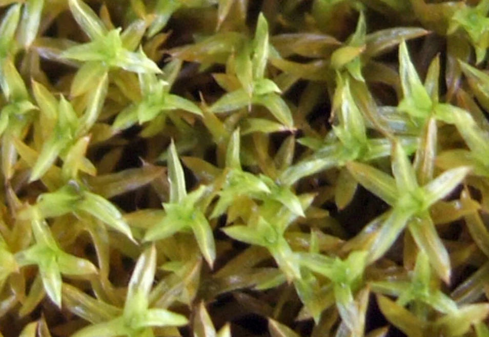 Amphidium Mougeotii - Il Tappeto di Muschio Raro per Terrarium