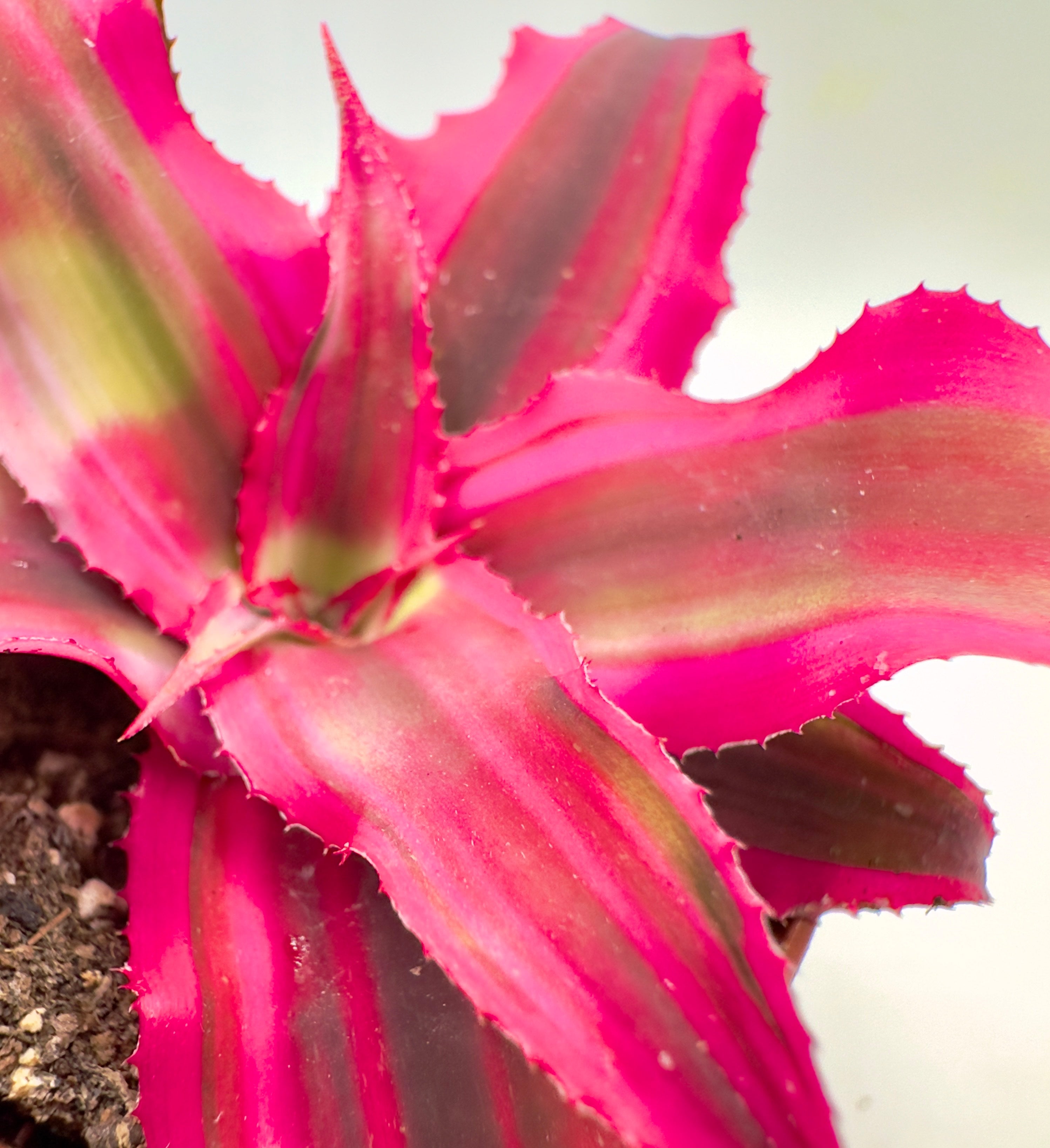 Baby Plant Cryptanthus bivittatus Mix - La Stella di Terra dalle Mille Sfumature