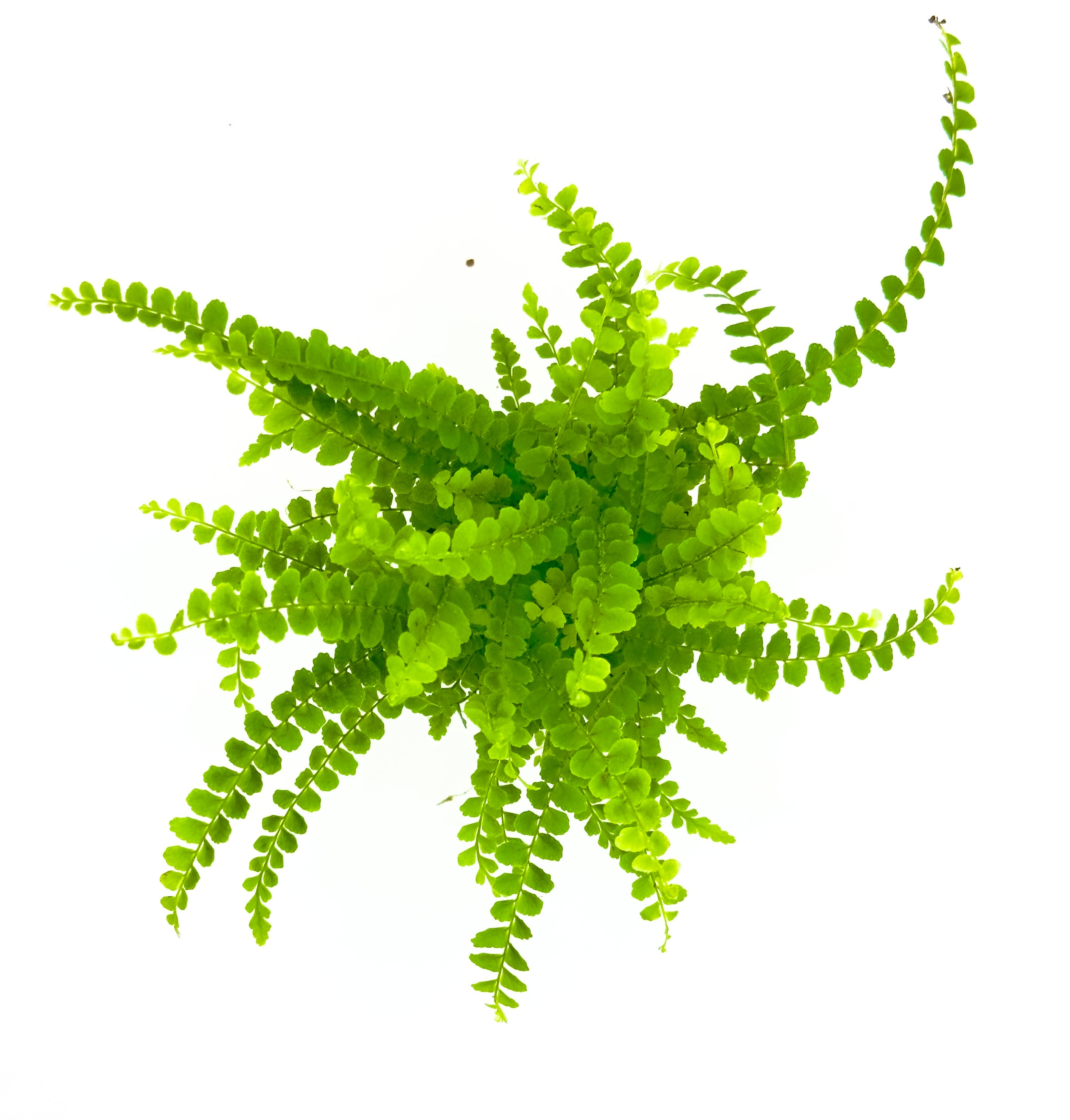Baby Plant Nephrolepis cordifolia - La Felce a Bottoni per Interni e Terrarium