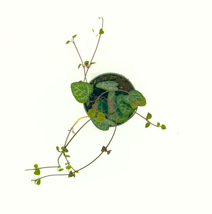 Baby Ceropegia Woodii