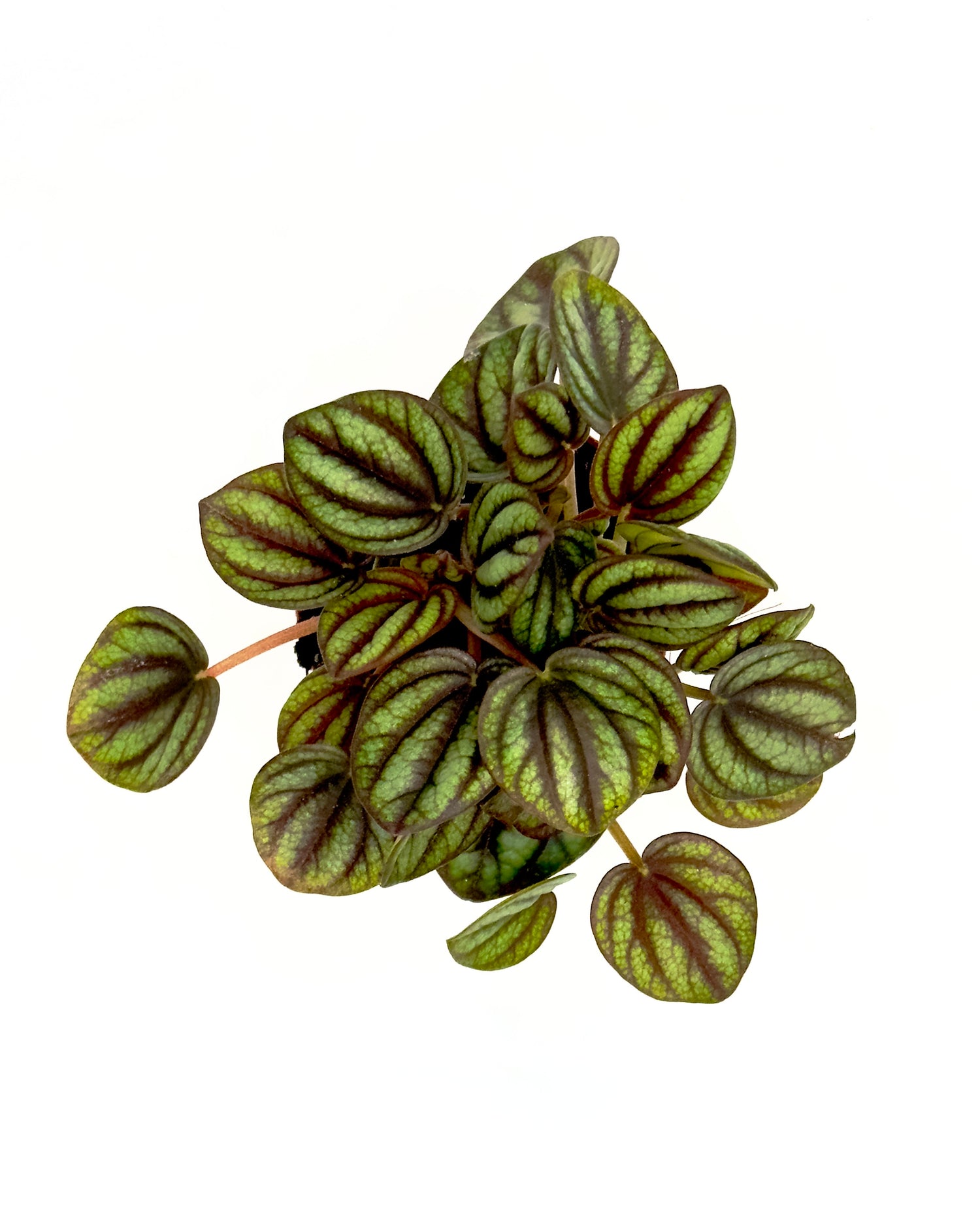 Baby Peperomia Albovittata