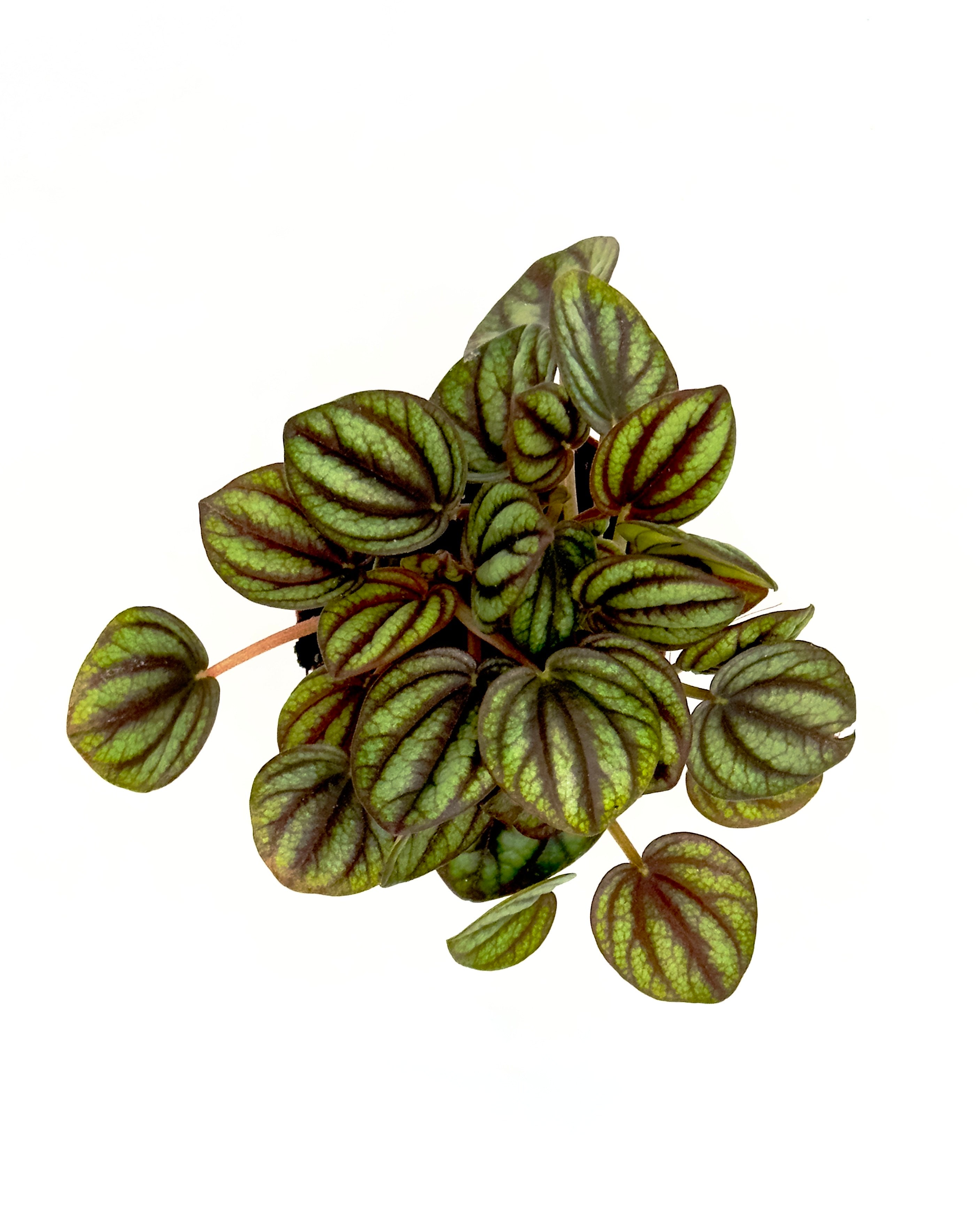 Baby Plant Peperomia Albovittata - La Piccola Gemma Variegata
