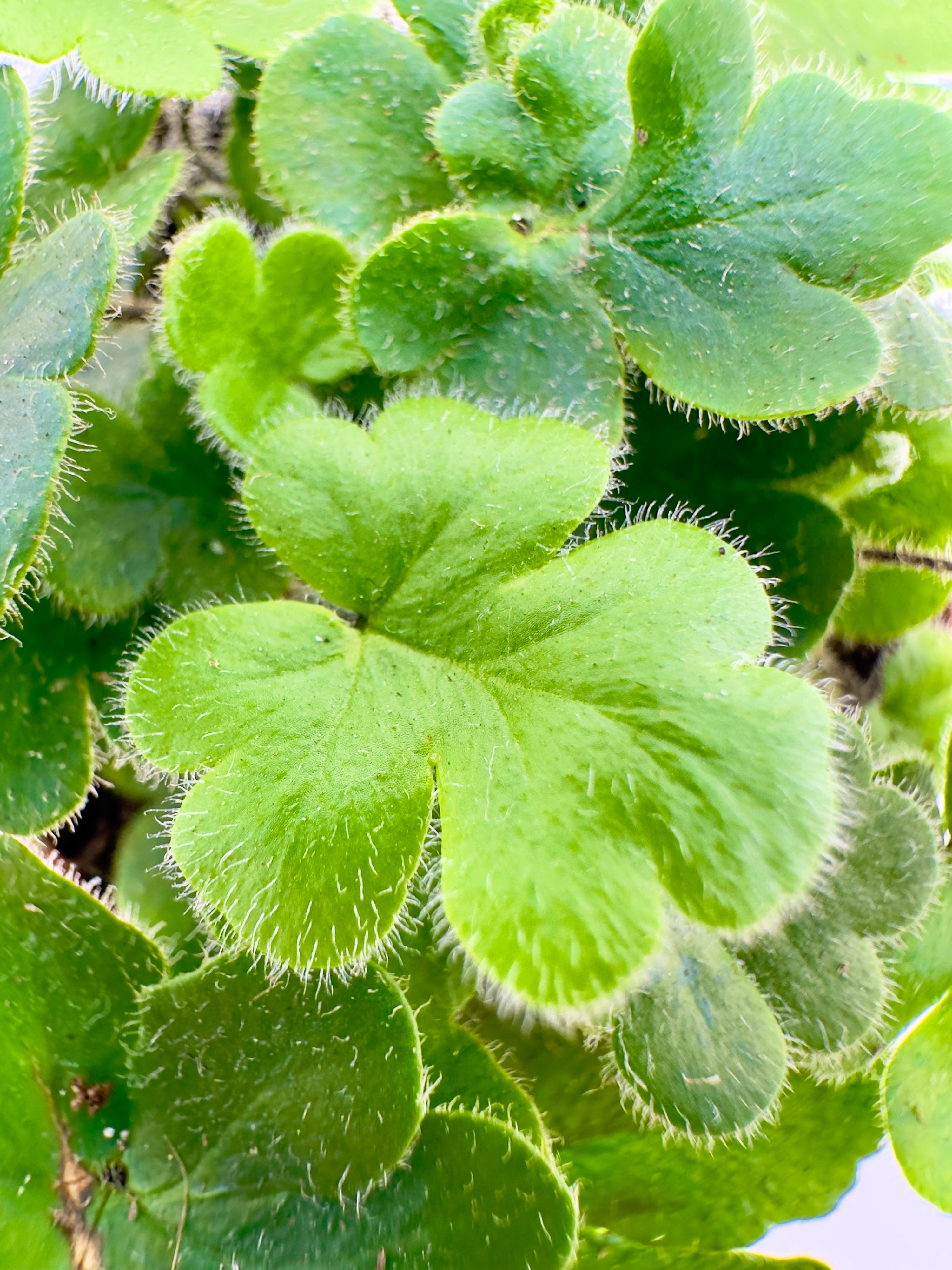Baby Plant Doryopteris cordata - La Felce Antenna (Vaso 5,5 cm)