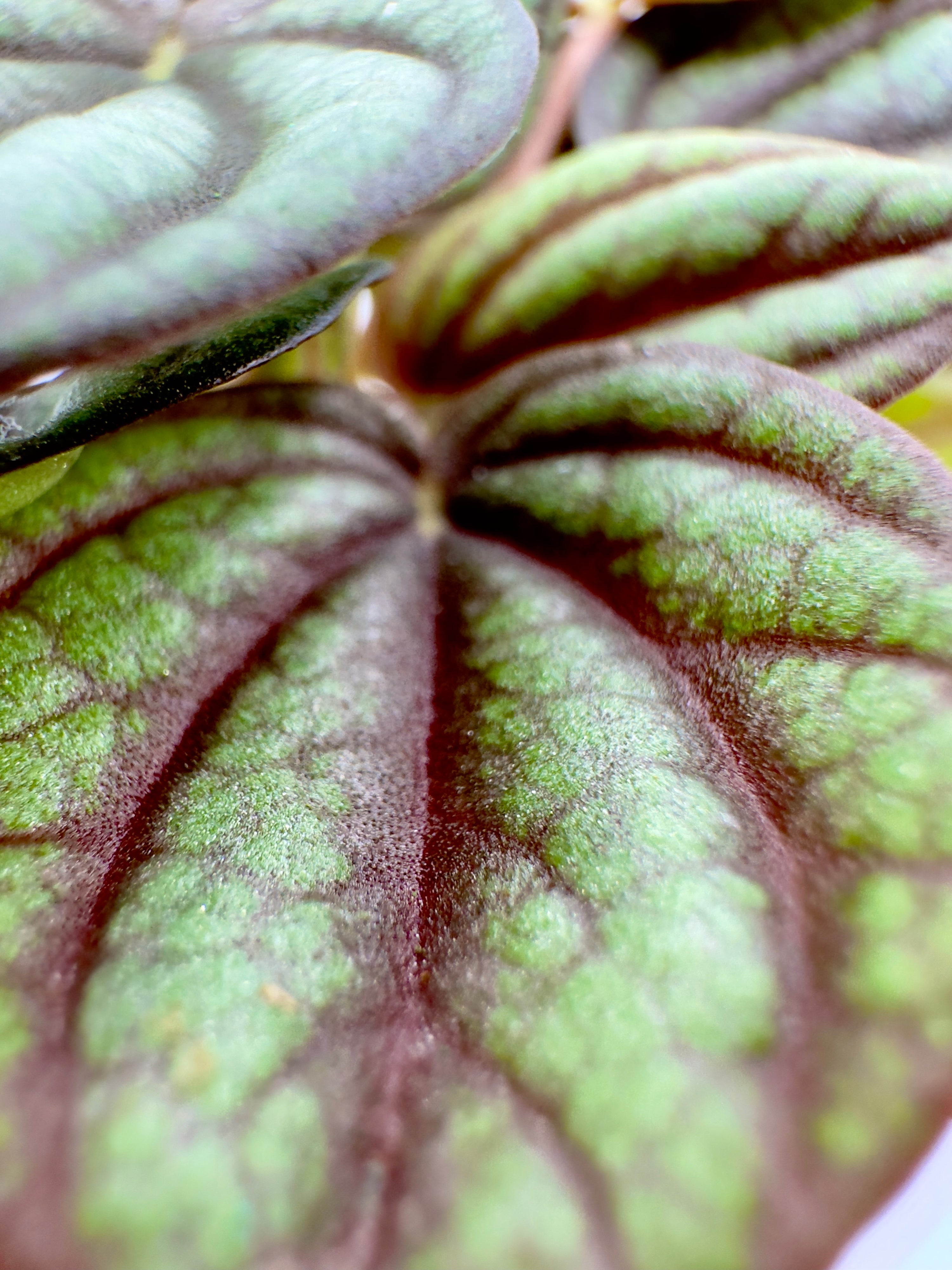 Baby Plant Peperomia Albovittata - La Piccola Gemma Variegata
