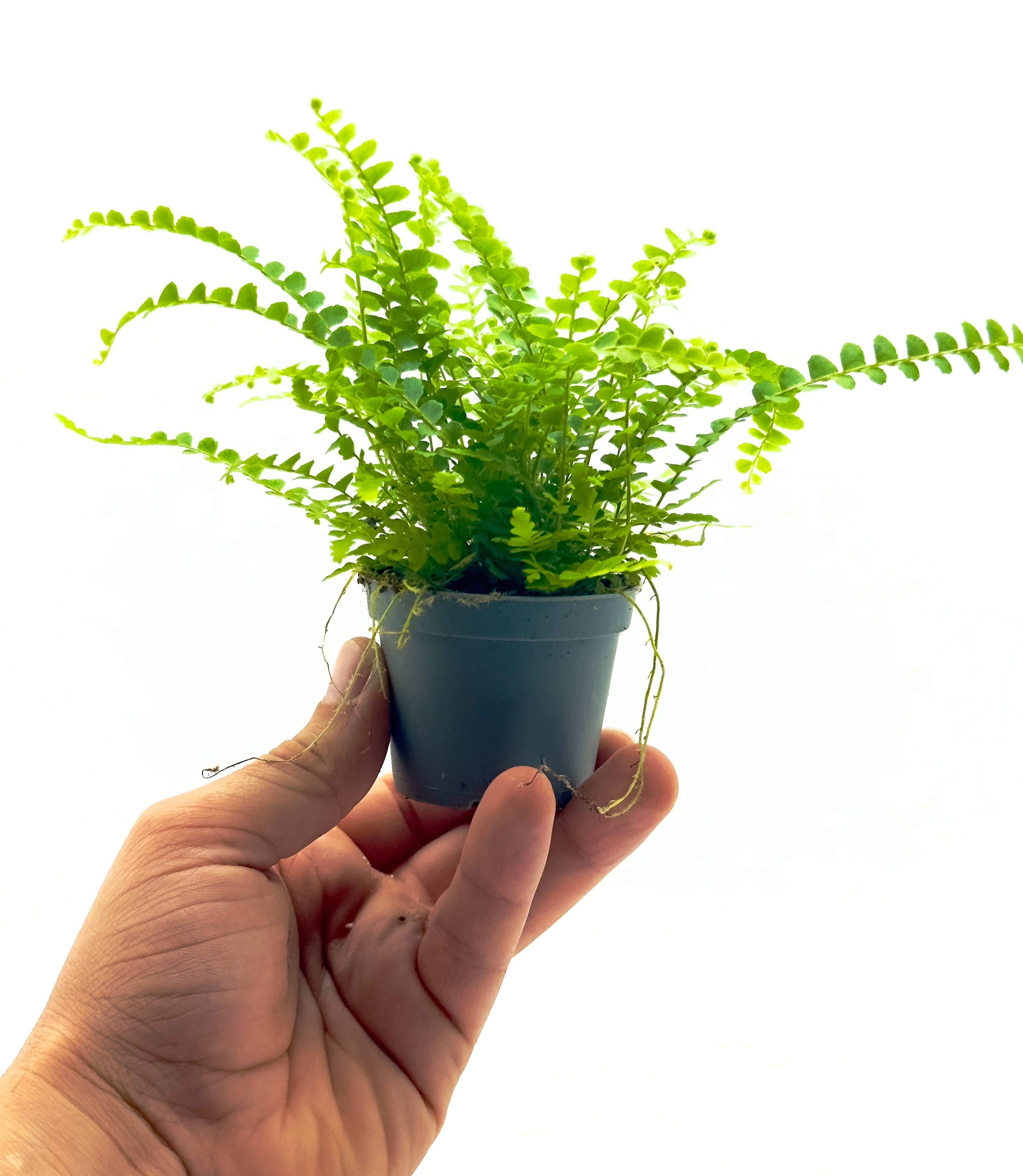 Baby Plant Nephrolepis cordifolia - La Felce a Bottoni per Interni e Terrarium