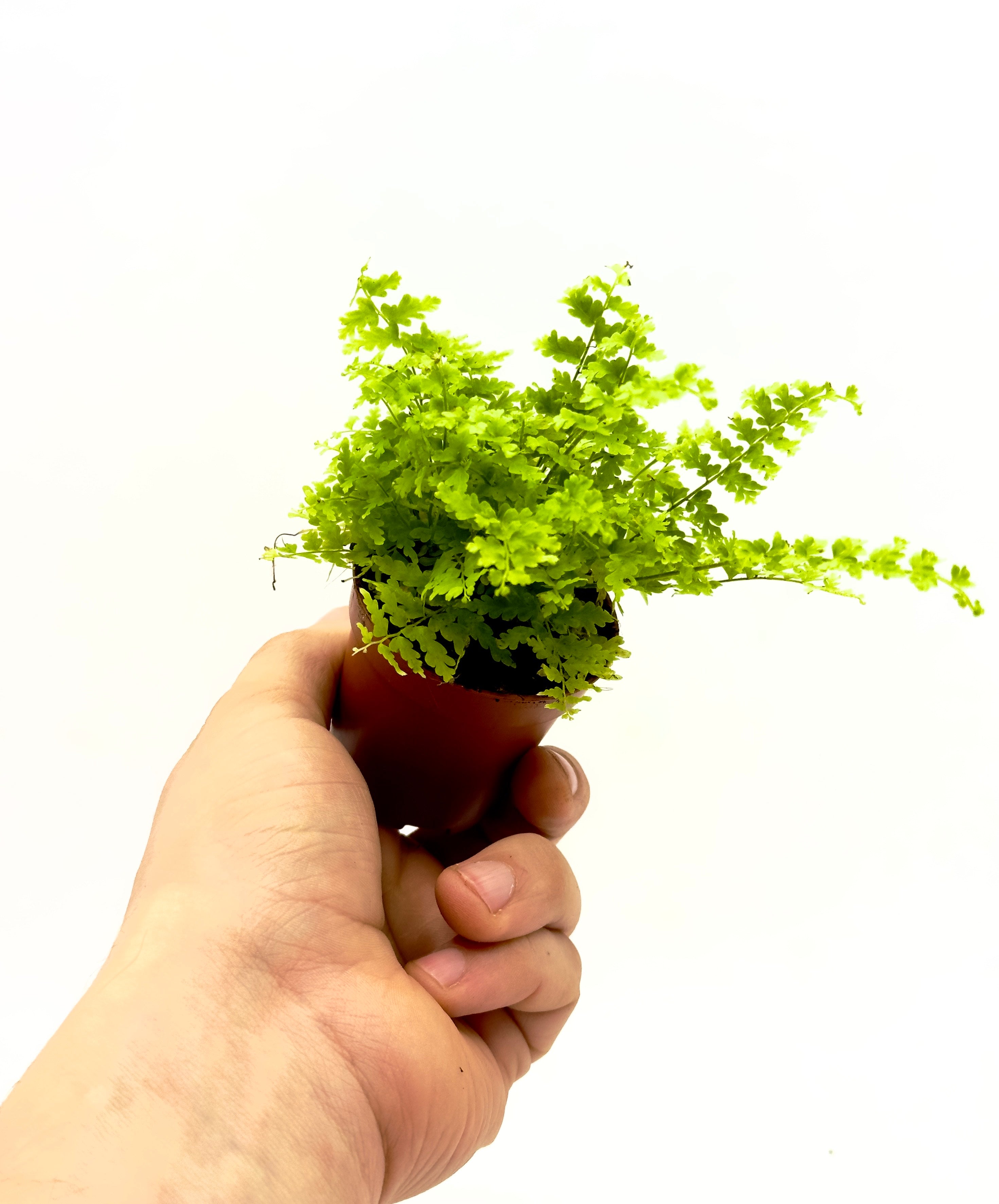 Baby Plant Nephrolepis Exaltata - La Felce Boston Purificatrice