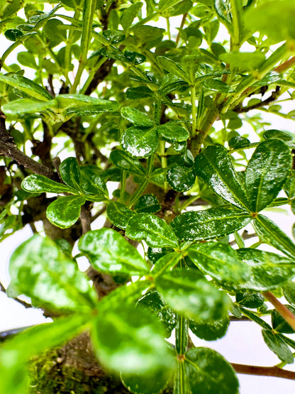 Bonsai Zanthoxylum Piperitum