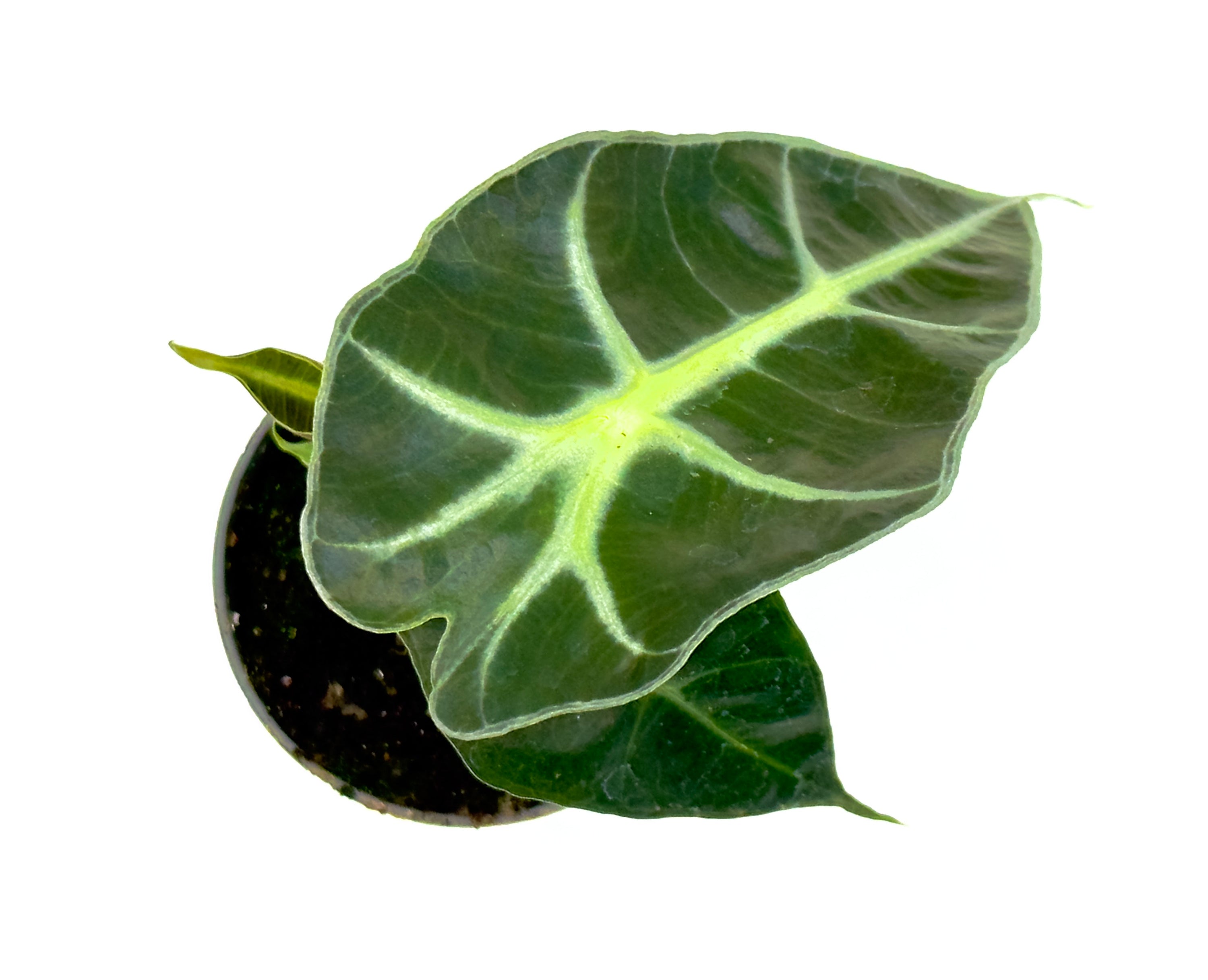 Baby Plant Alocasia Curly - La Varietà Nana dalle Foglie Ondulate