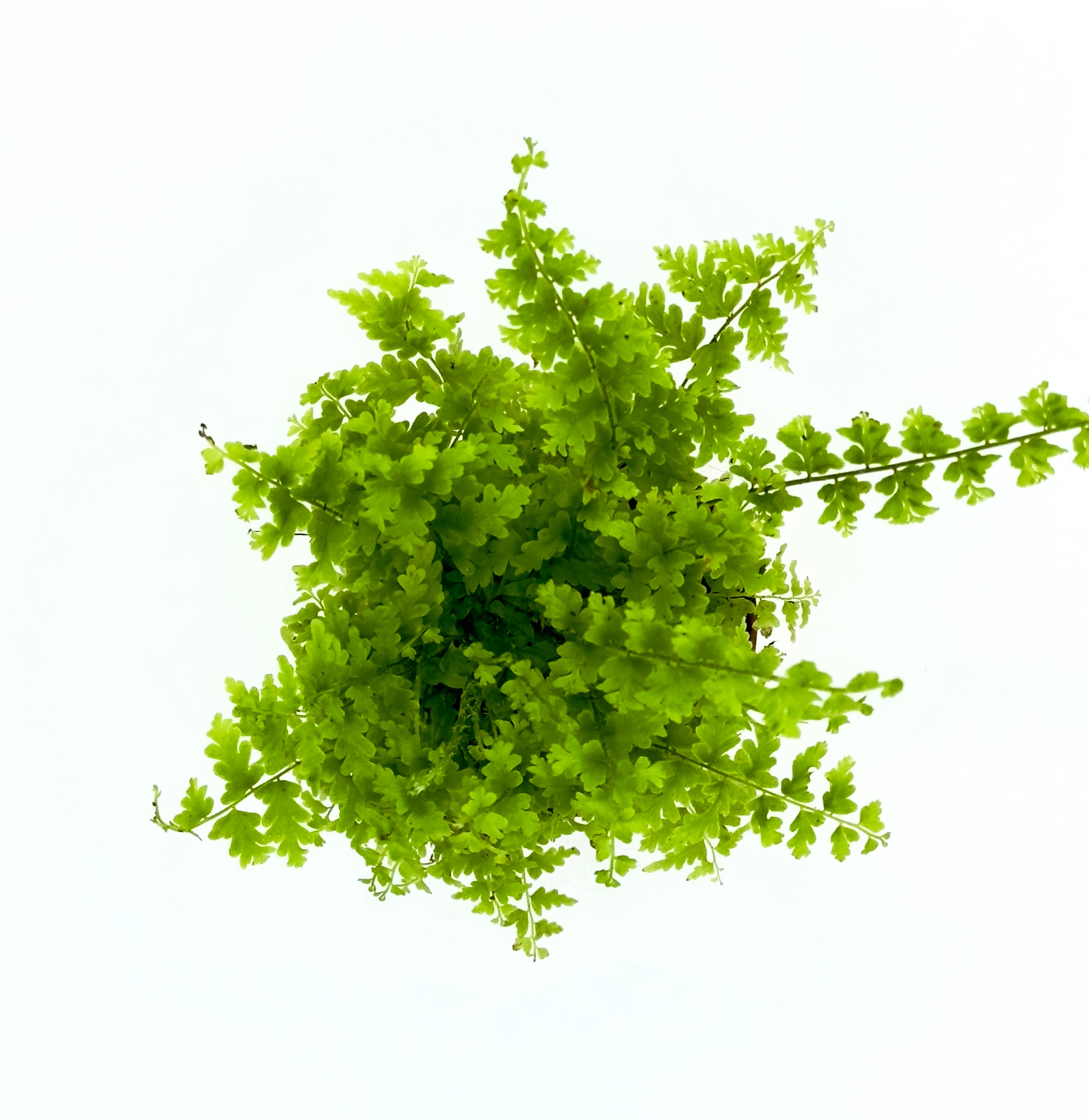 Baby Plant Nephrolepis Exaltata - La Felce Boston Purificatrice