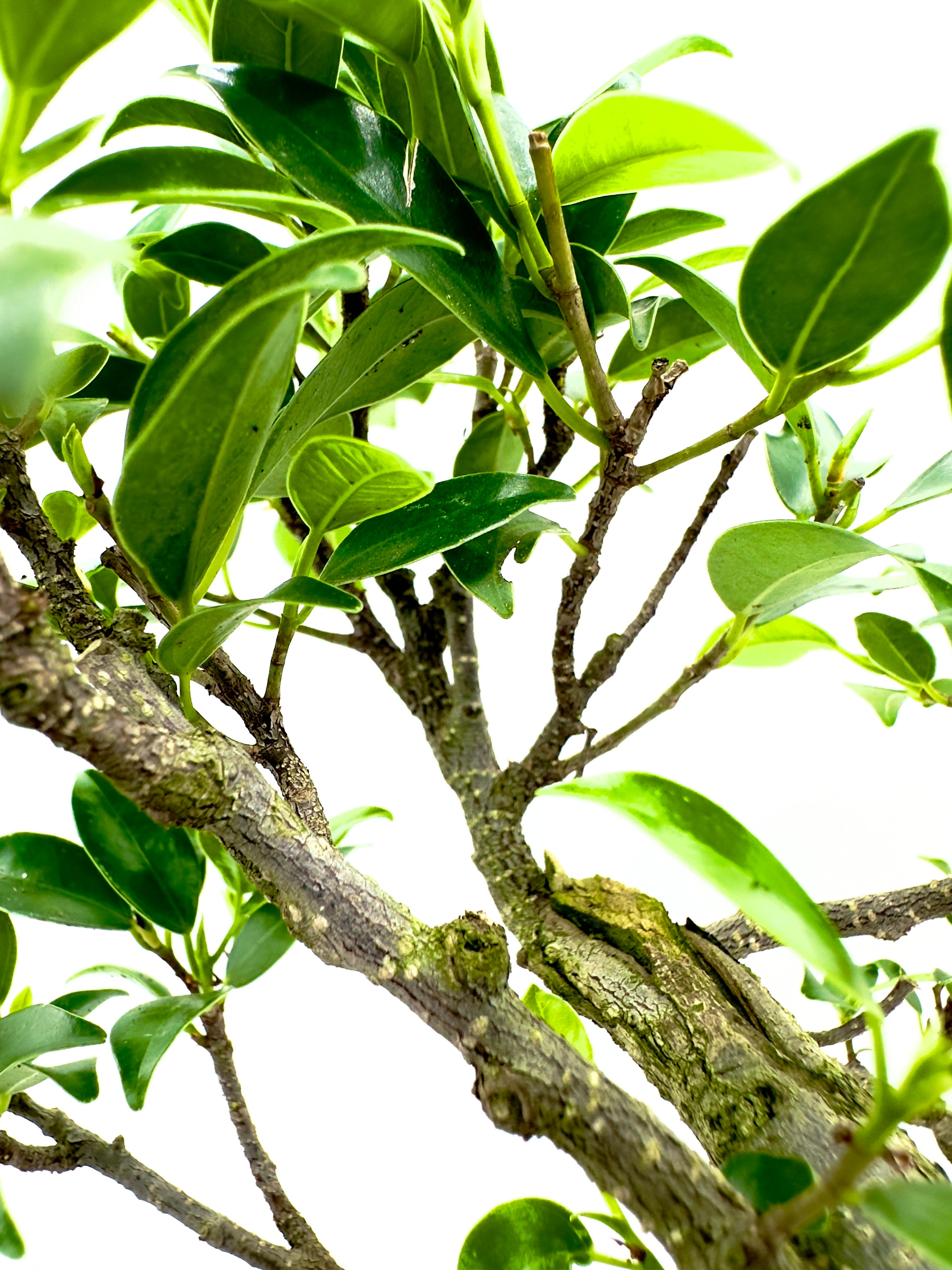 Bonsai Ficus Microcarpa - La Forma della Longevità (10 Anni)