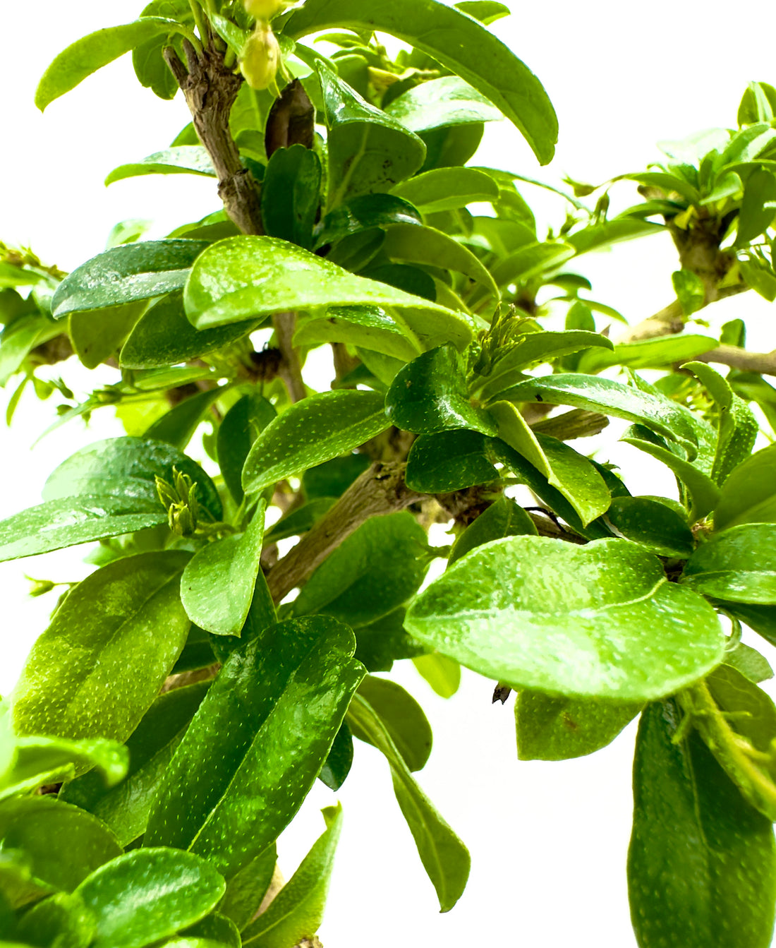 Bonsai Carmona Retusa