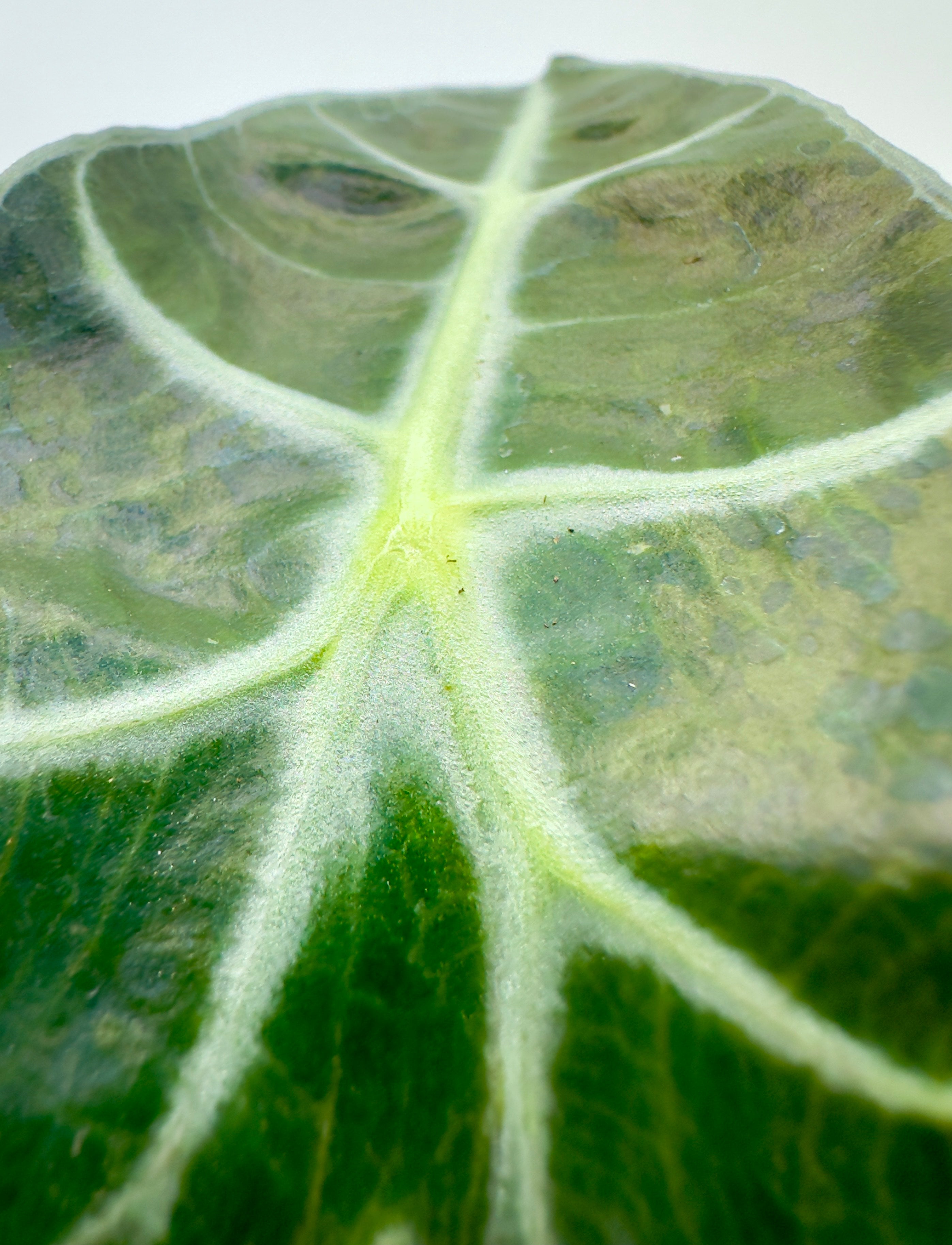 Baby Plant Alocasia Curly - La Varietà Nana dalle Foglie Ondulate