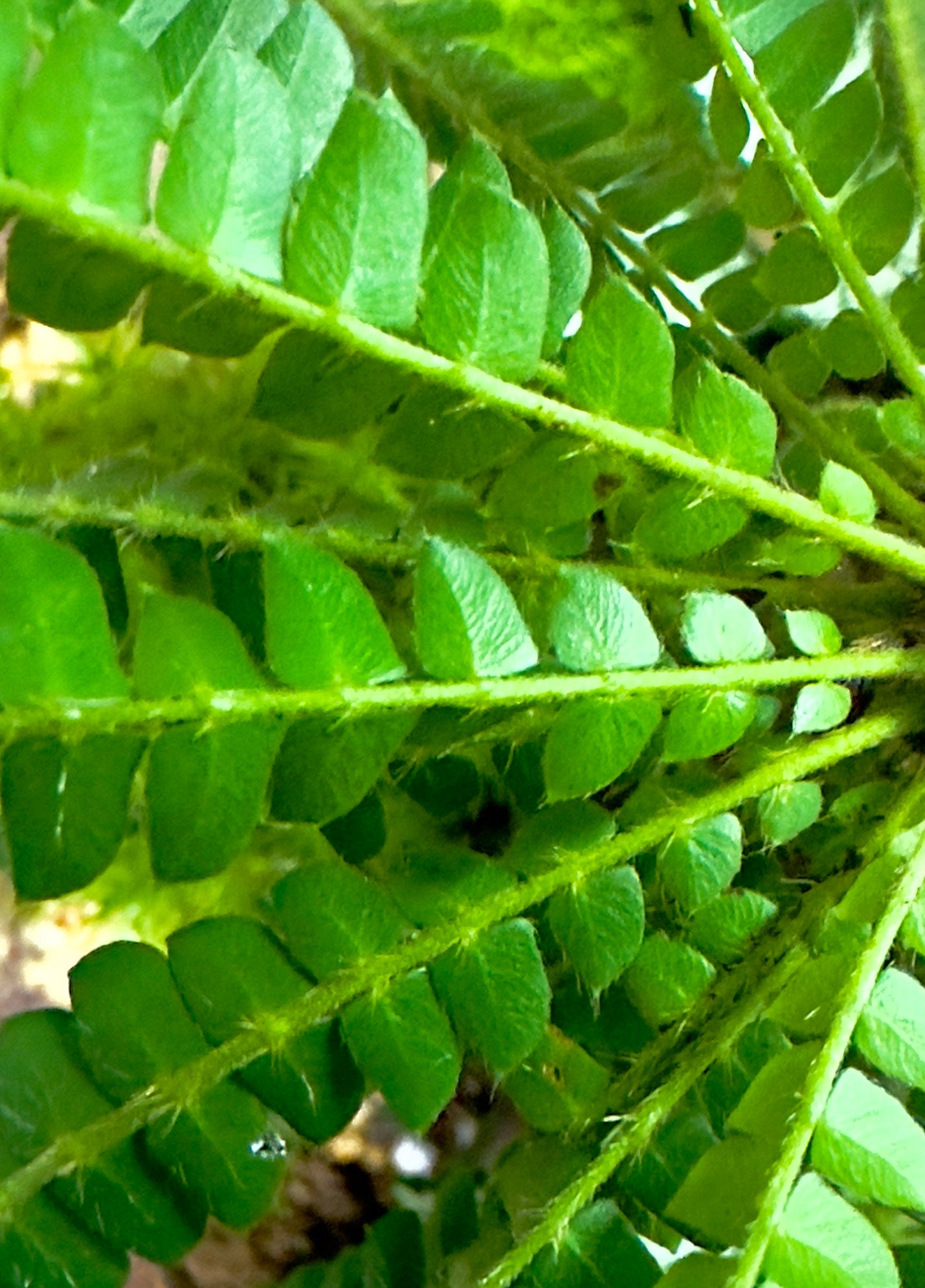 Biophytum sensitivum - La Piccola Palma Sensitiva (Vaso 9 cm)