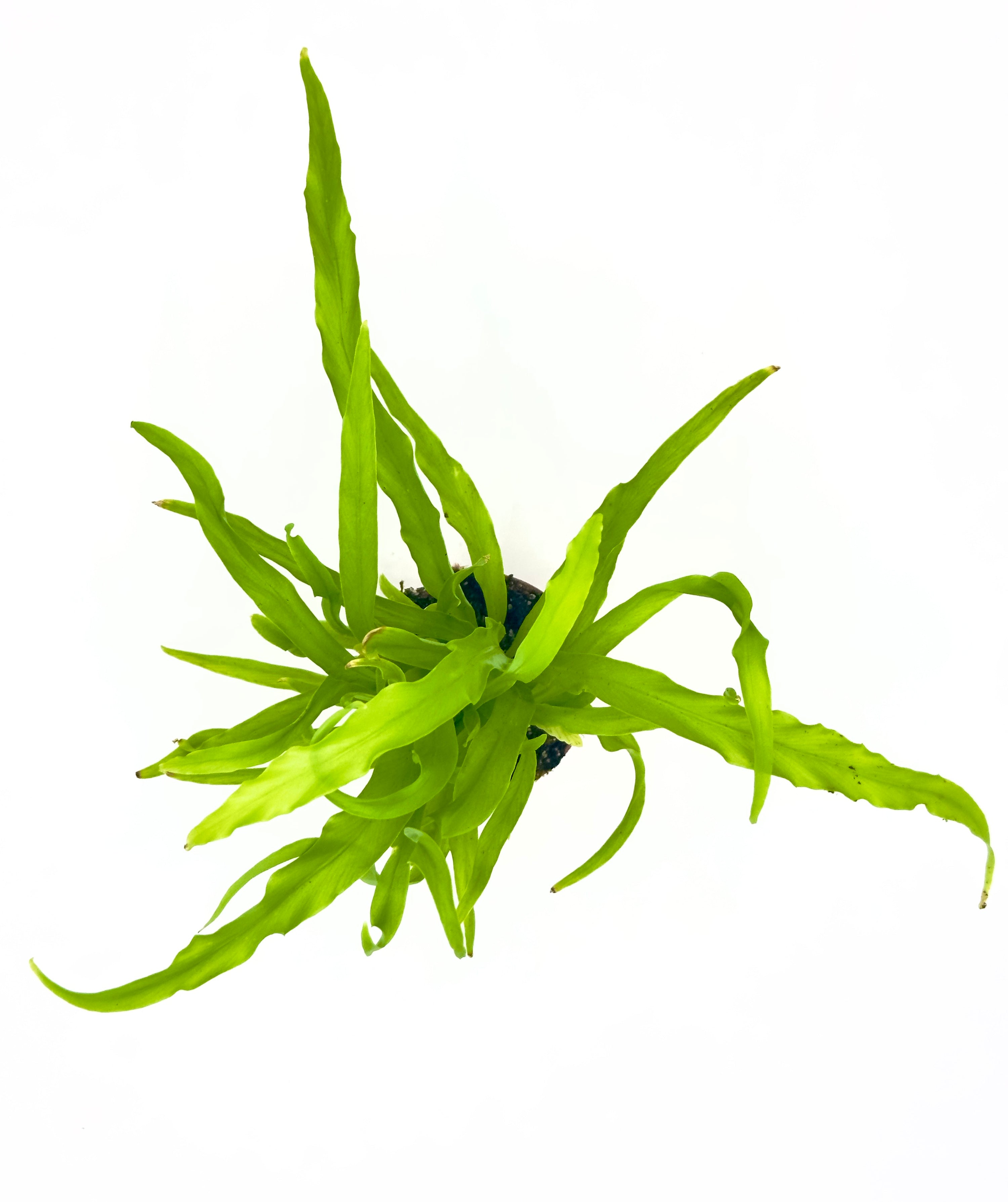 Baby Plant Asplenium antiquum - Felce Tropicale a Nido d&