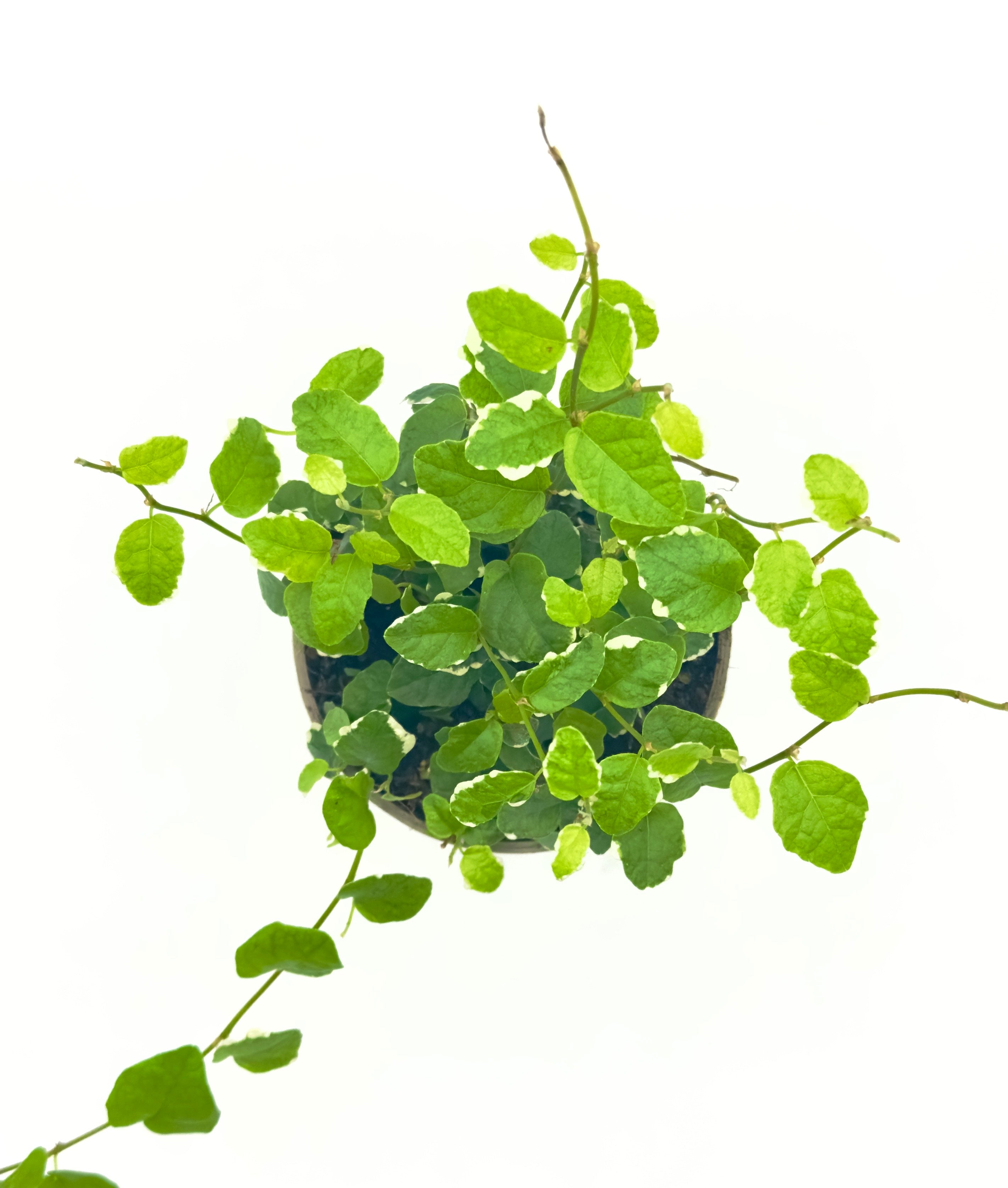 Ficus pumila Variegato - La Rampicante dal Profilo Bianco Ghiaccio