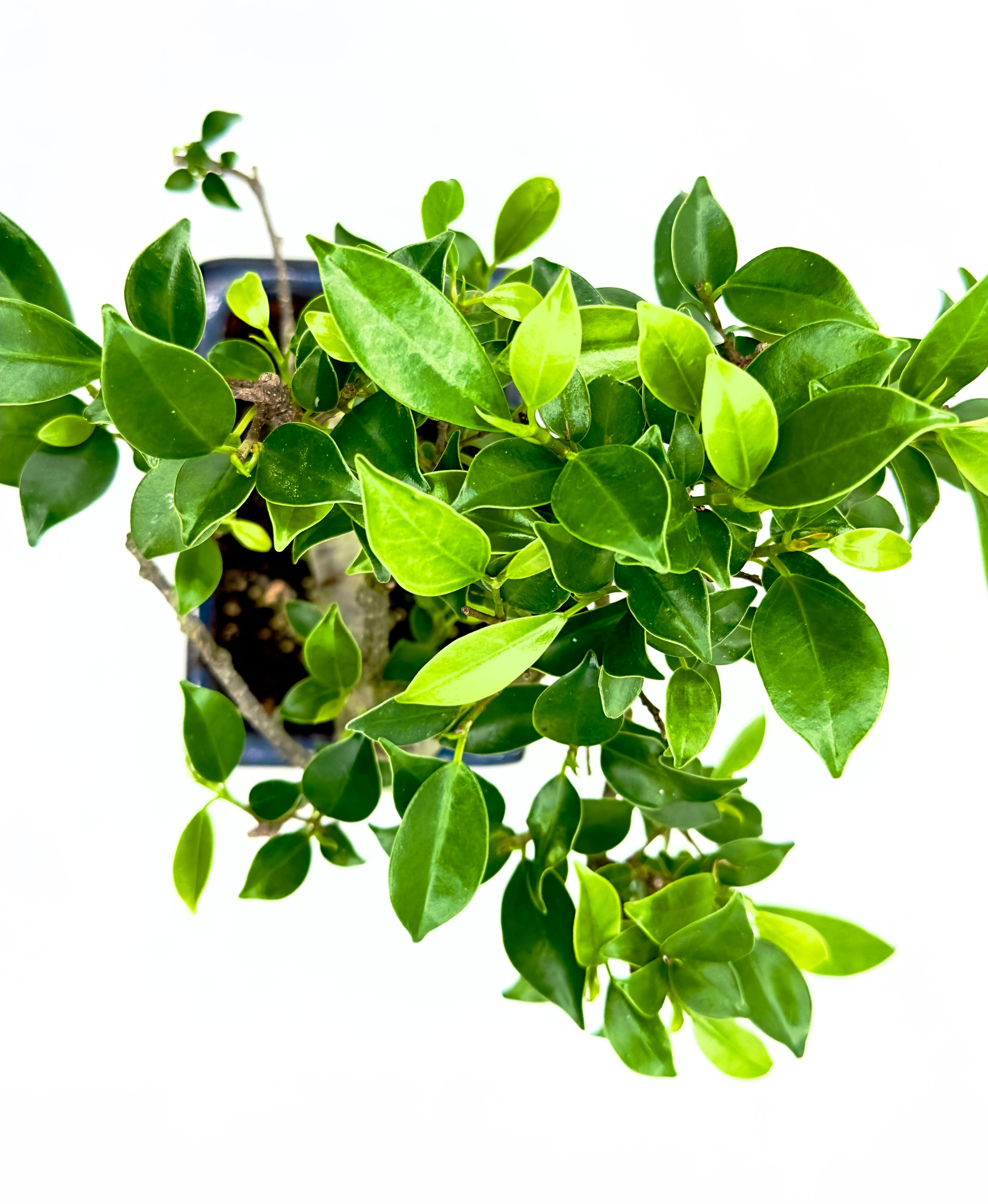 Bonsai Ficus Microcarpa - La Forma della Longevità (10 Anni)