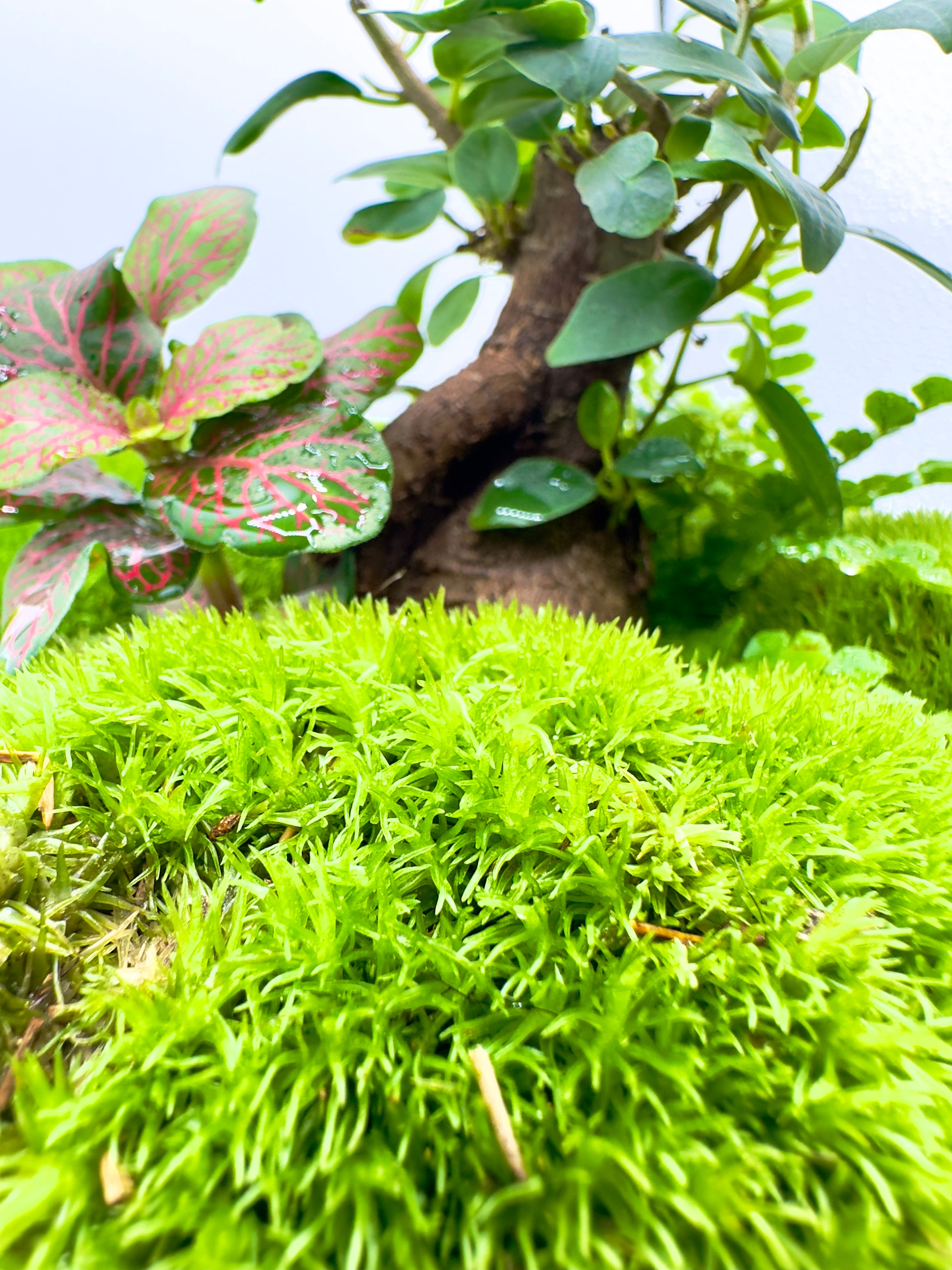 Terrarium Bonsai Jungle Orb XL - Ecosistema in Sfera di Vetro D 25cm