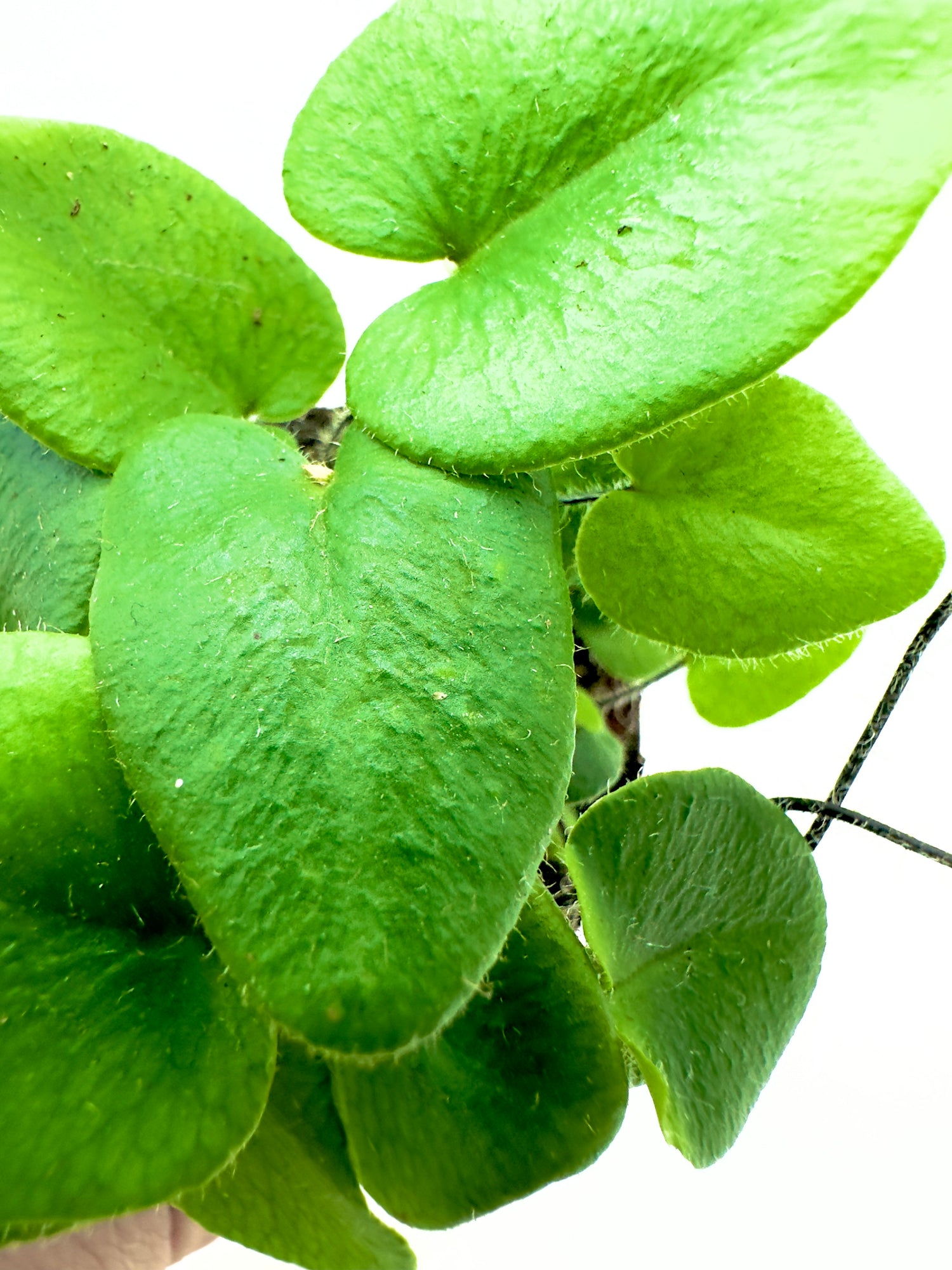 Baby Felce Hemionitis Arifolia