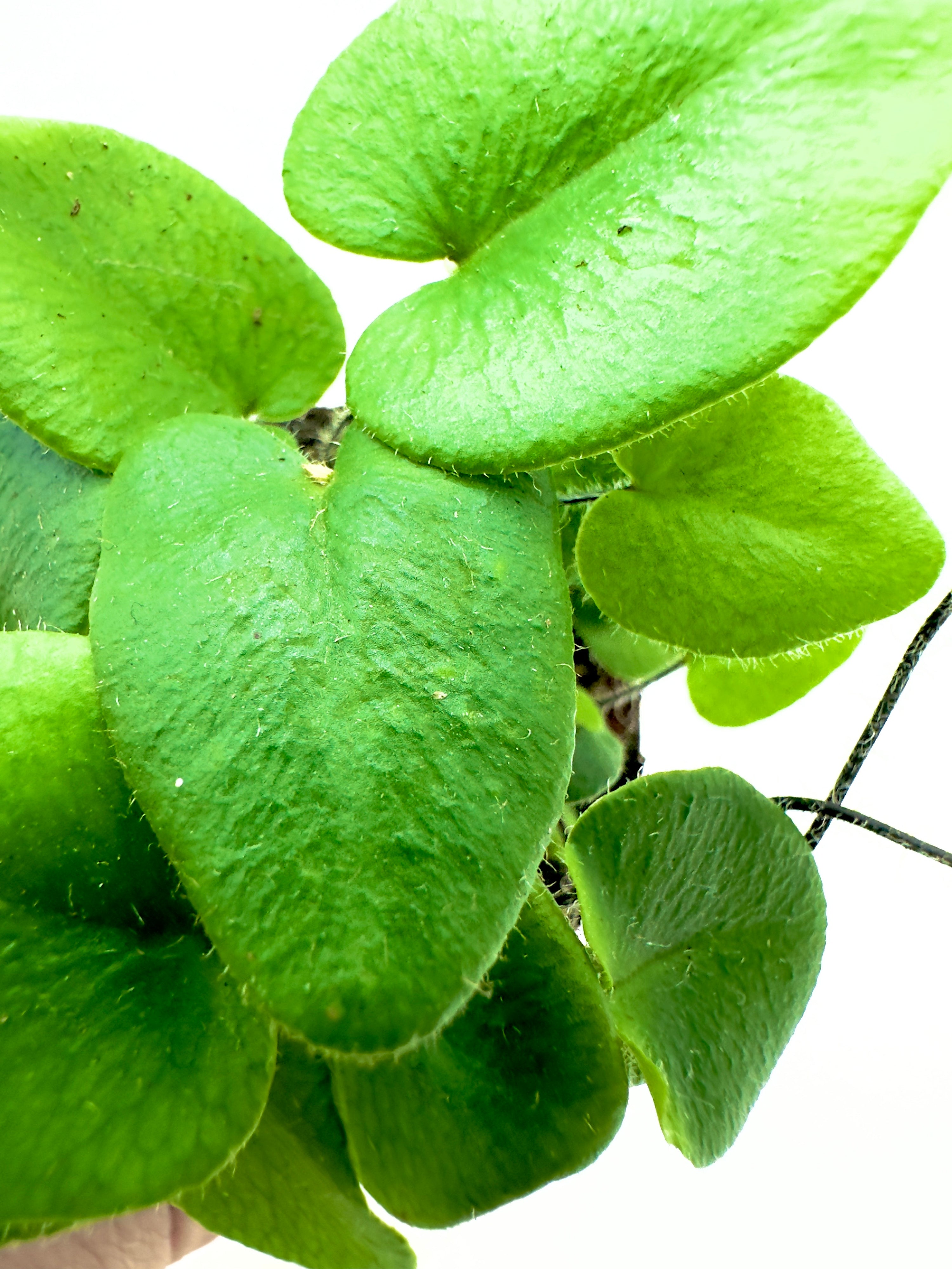 Hemionitis arifolia - Felce a Cuore: Il Tocco Esotico per Casa e Terrarium
