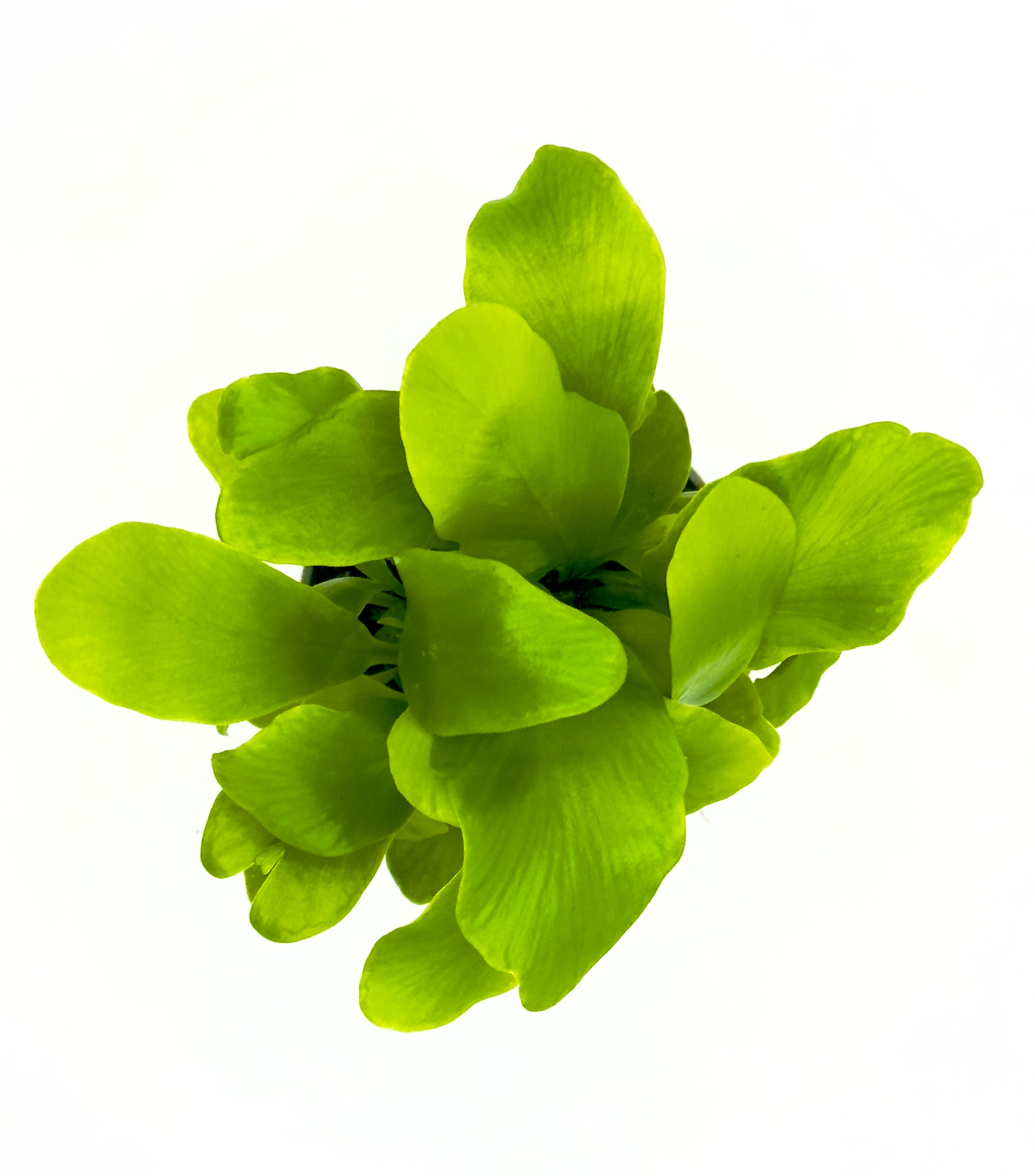 Baby Plant Asplenium nidus - La Felce Nido d&