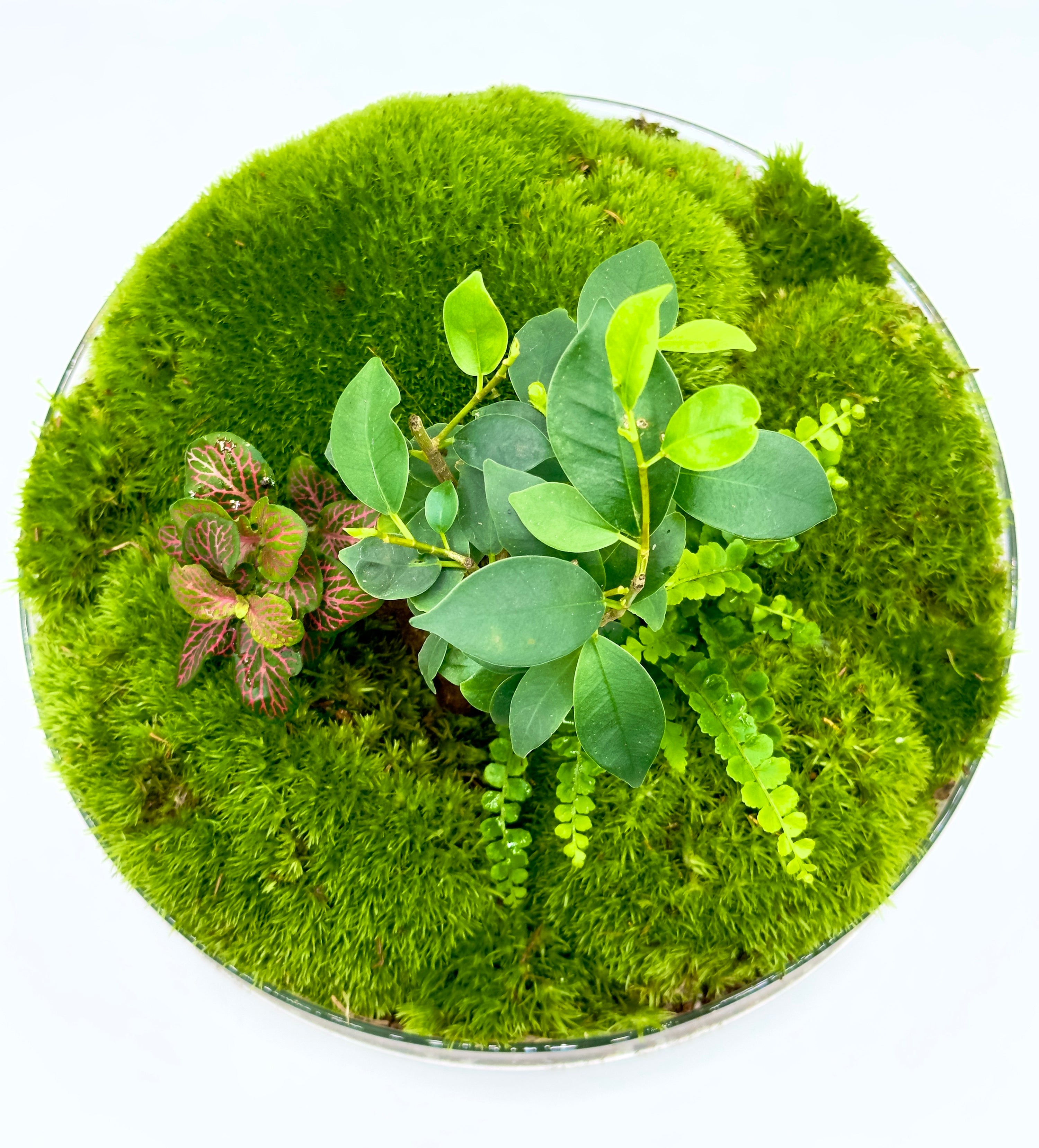 Terrarium Bonsai Jungle Orb XL - Ecosistema in Sfera di Vetro D 25cm