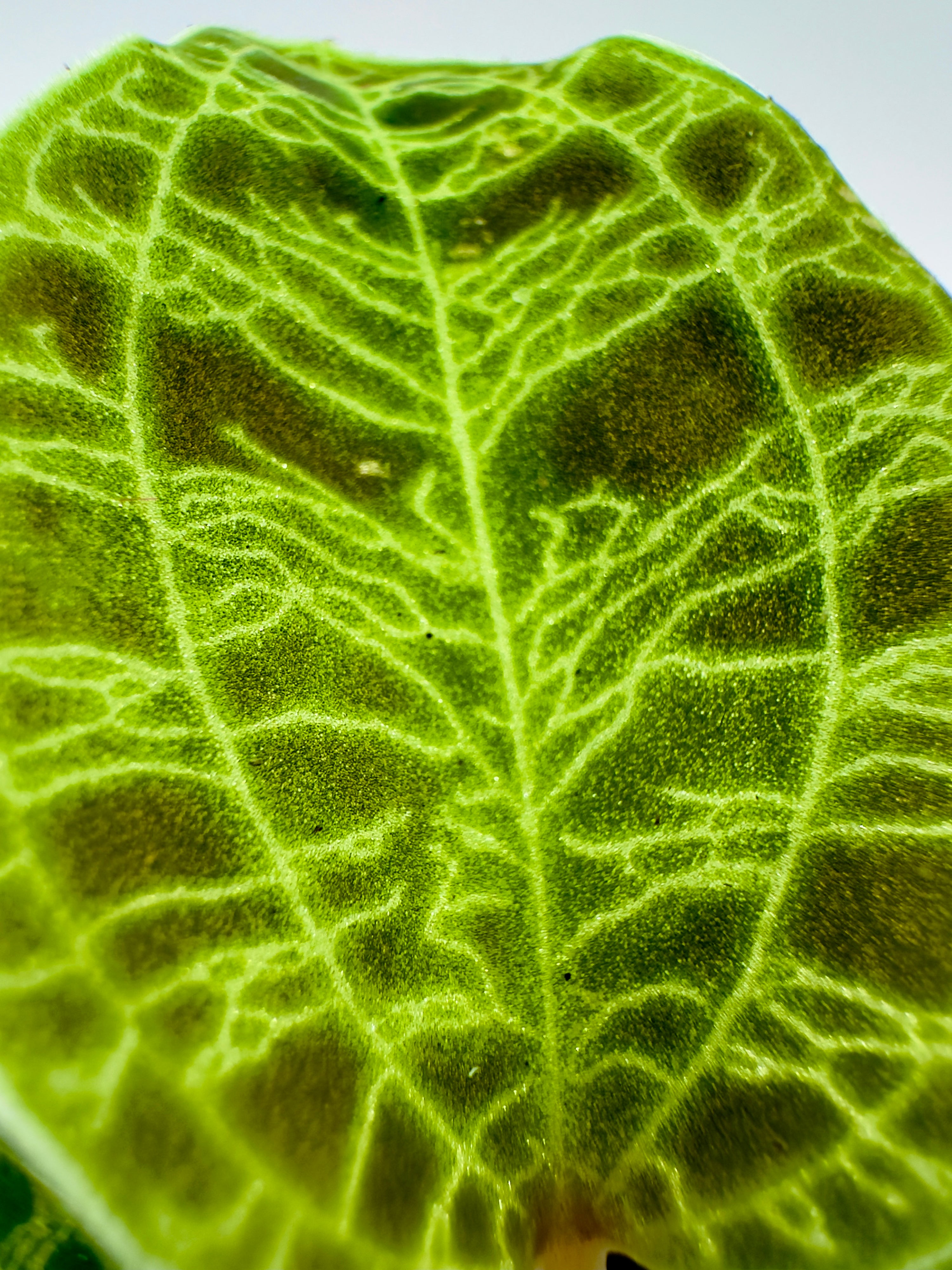 Macodes petola - L&