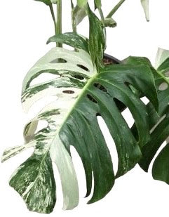 Monstera Deliciosa Variegata