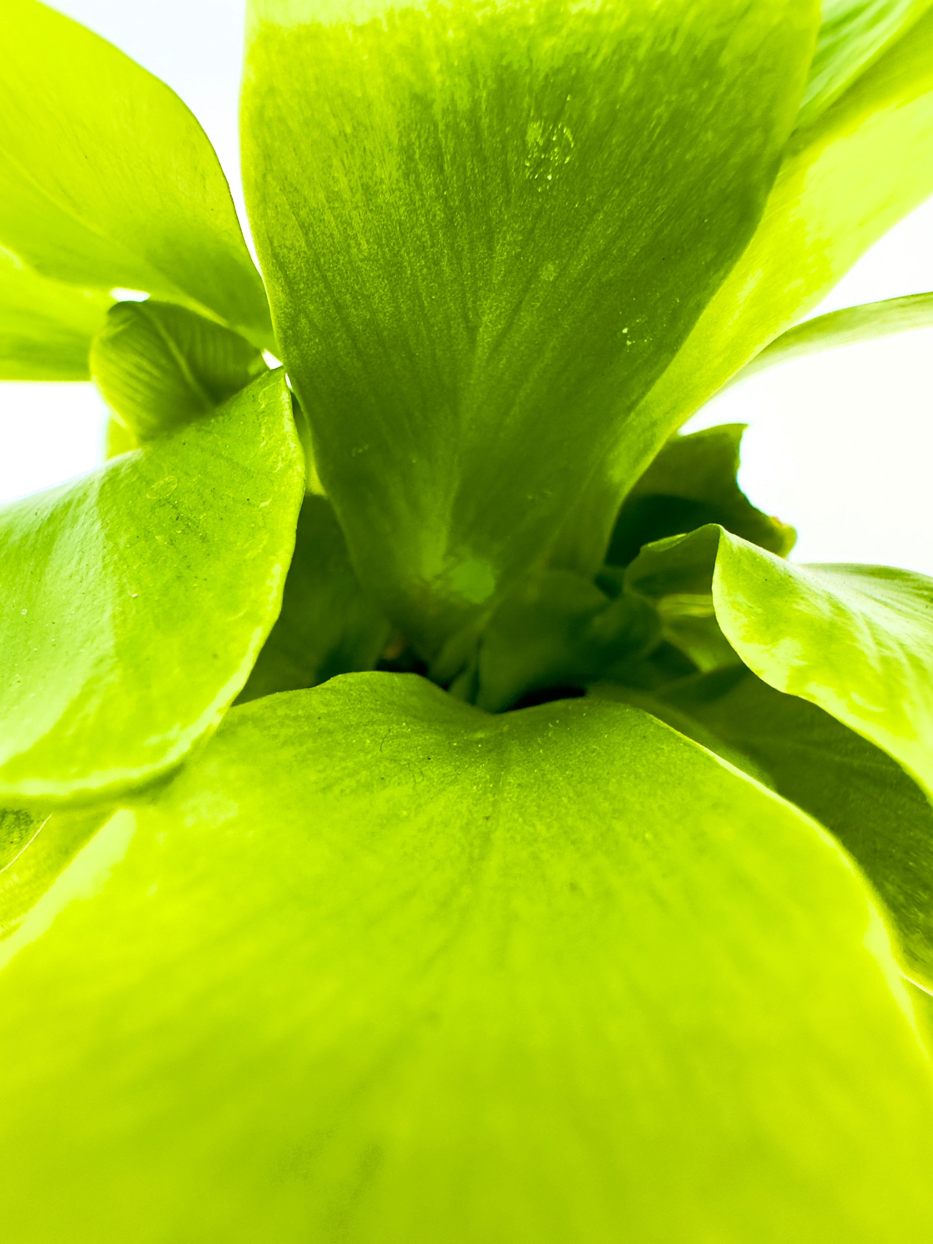 Baby Felce Asplenium nidus