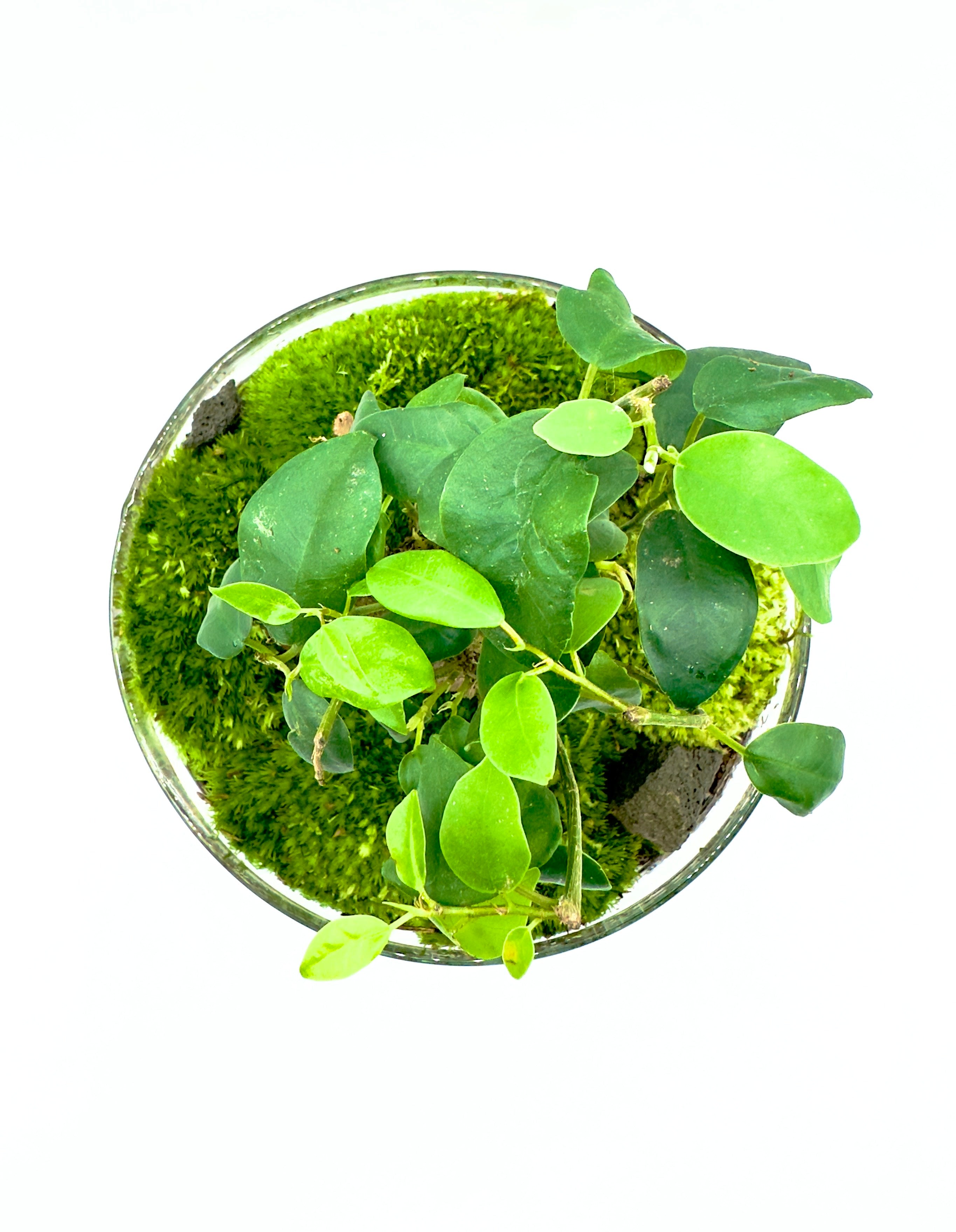 errarium Bonsai Egg - Microcosmo Assemblato con Ficus Ginseng H 27cm