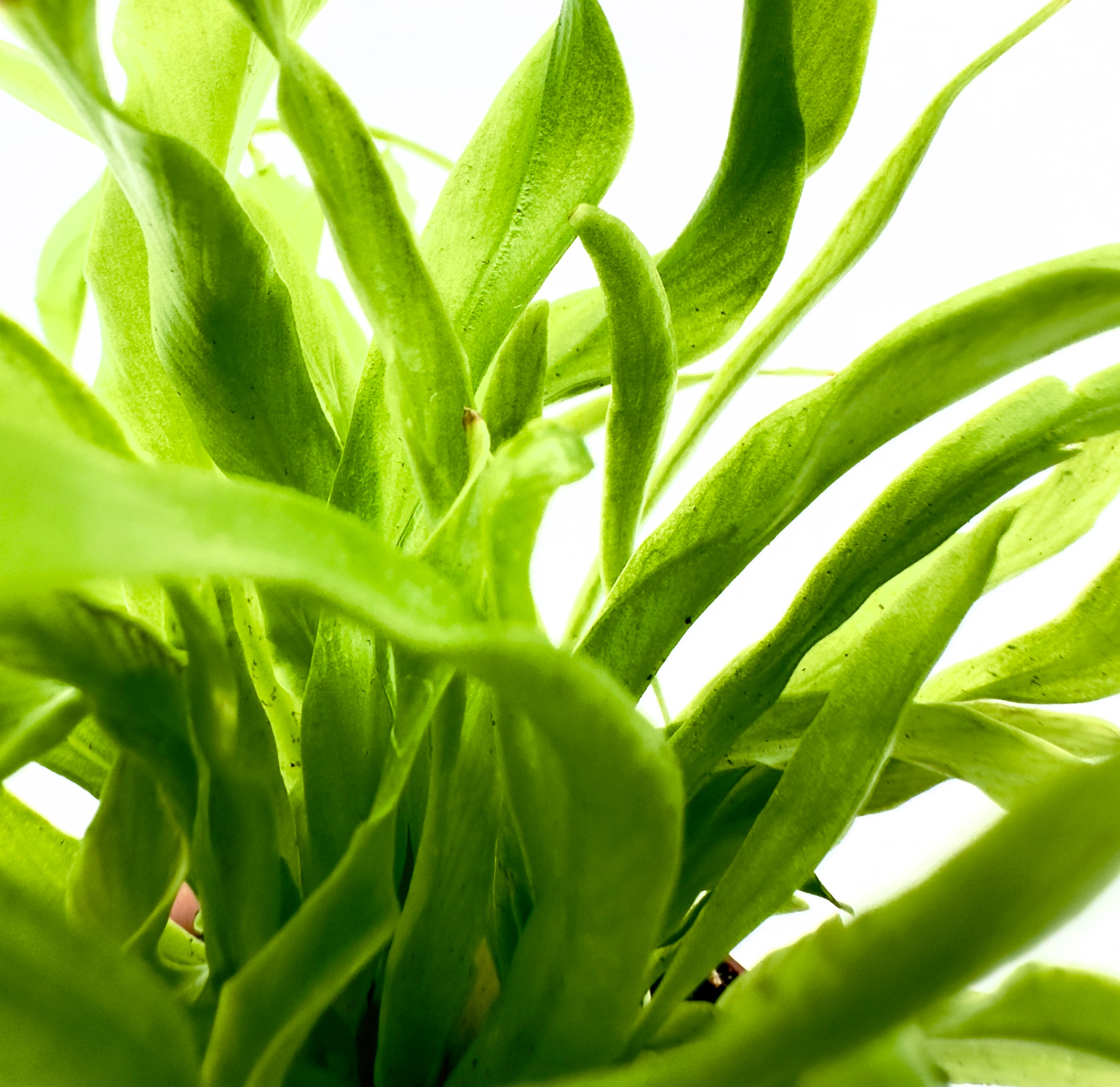 Baby Plant Asplenium antiquum - Felce Tropicale a Nido d&