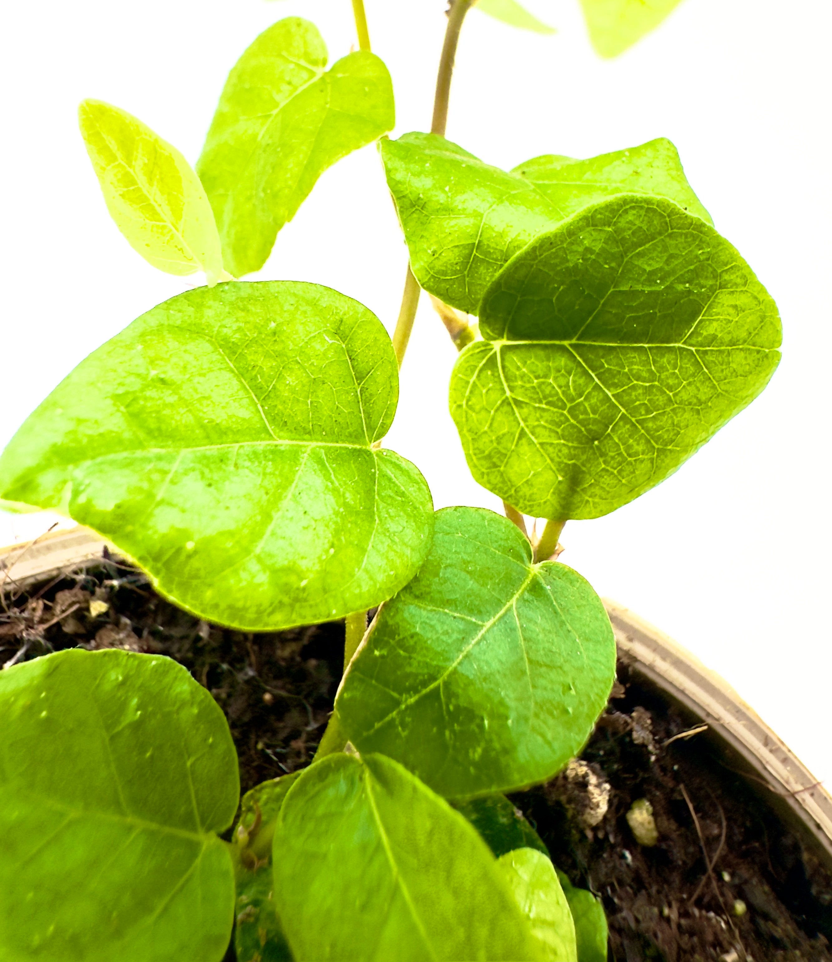 Baby Plant Ficus pumila - La Rampicante per Design Verticale