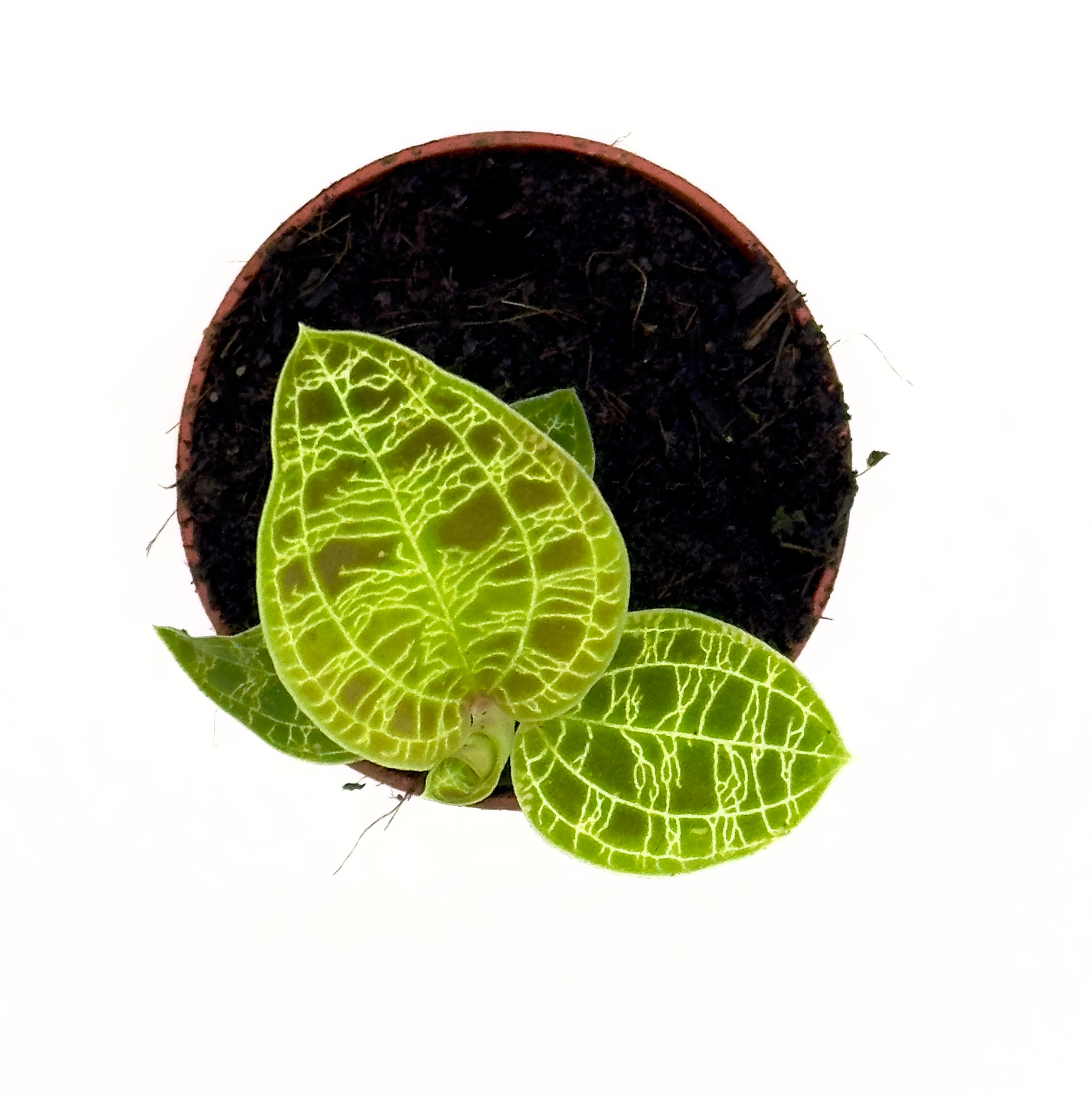Macodes petola - L&