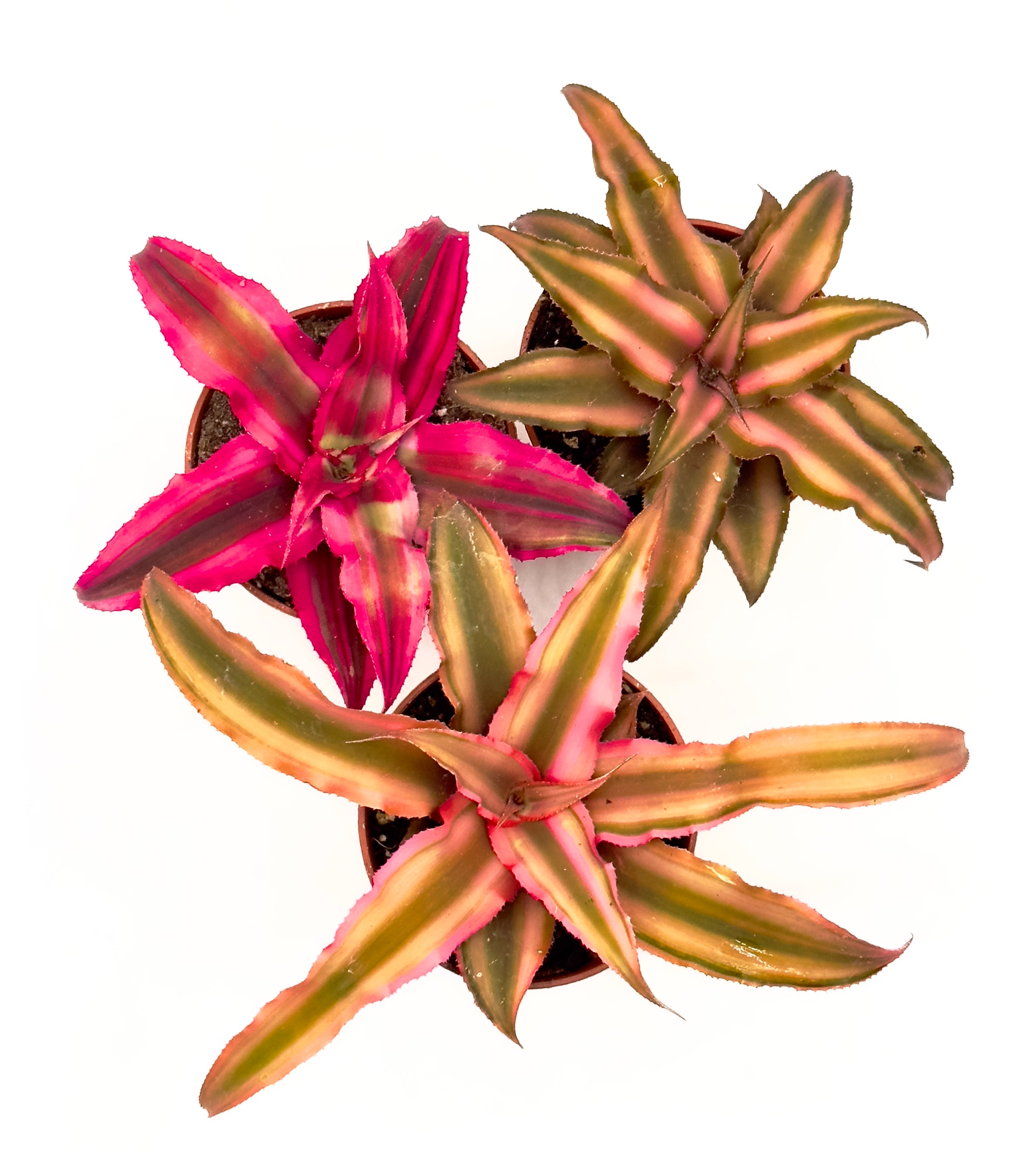 Baby Plant Cryptanthus bivittatus Mix - La Stella di Terra dalle Mille Sfumature