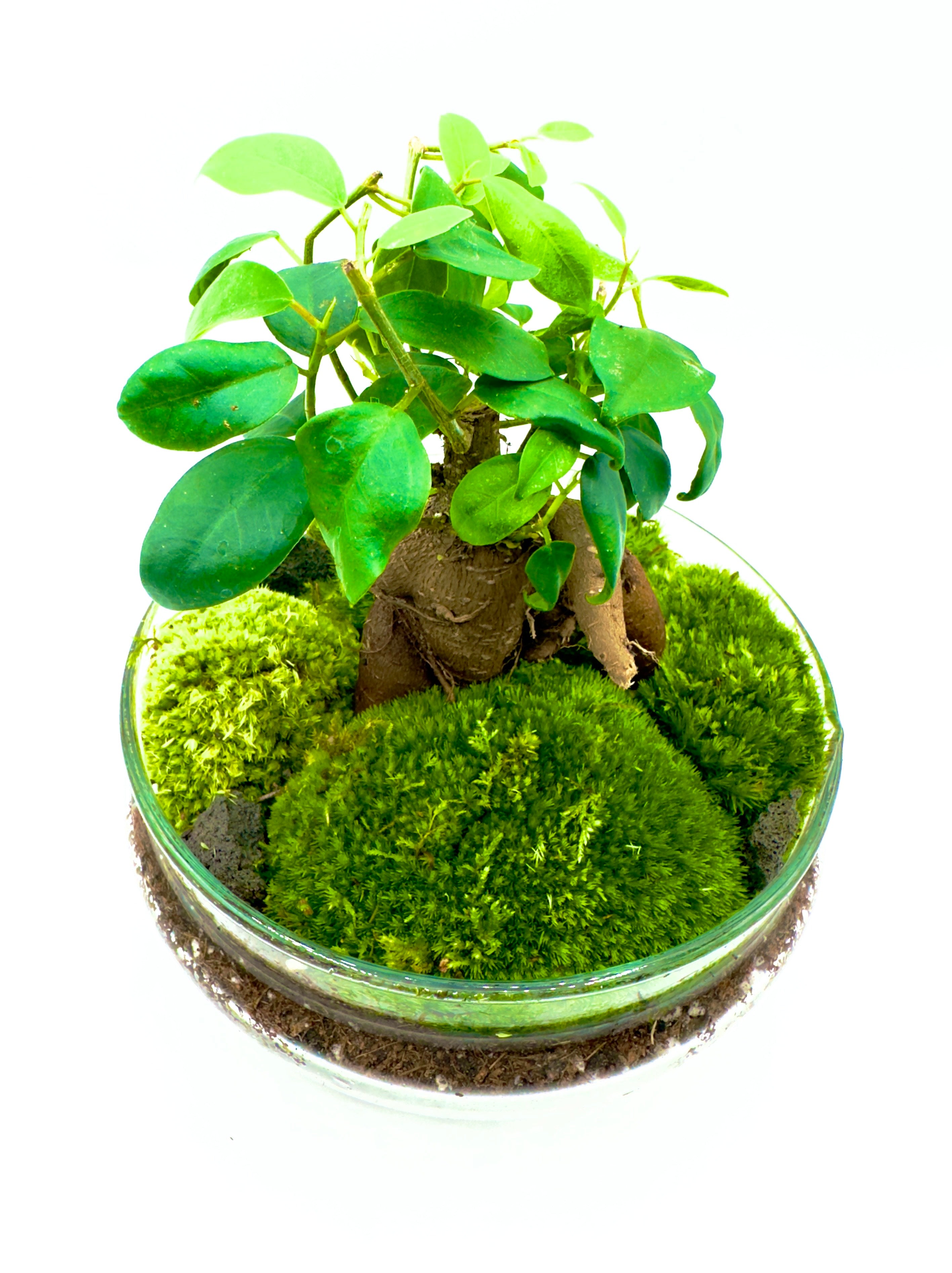 errarium Bonsai Egg - Microcosmo Assemblato con Ficus Ginseng H 27cm