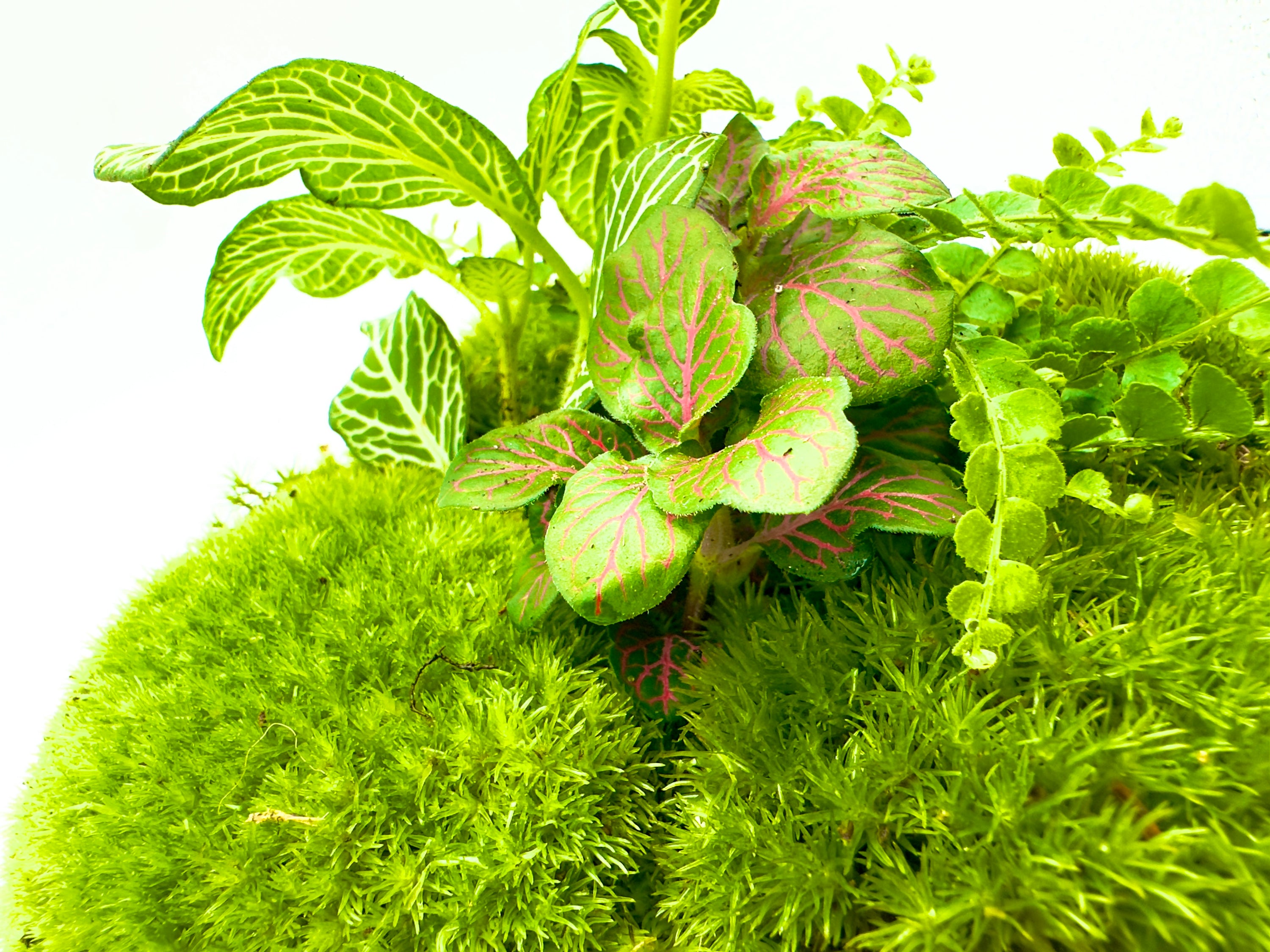 Terrarium Jungle Orb - Ecosistema in Sfera di Vetro D 20cm