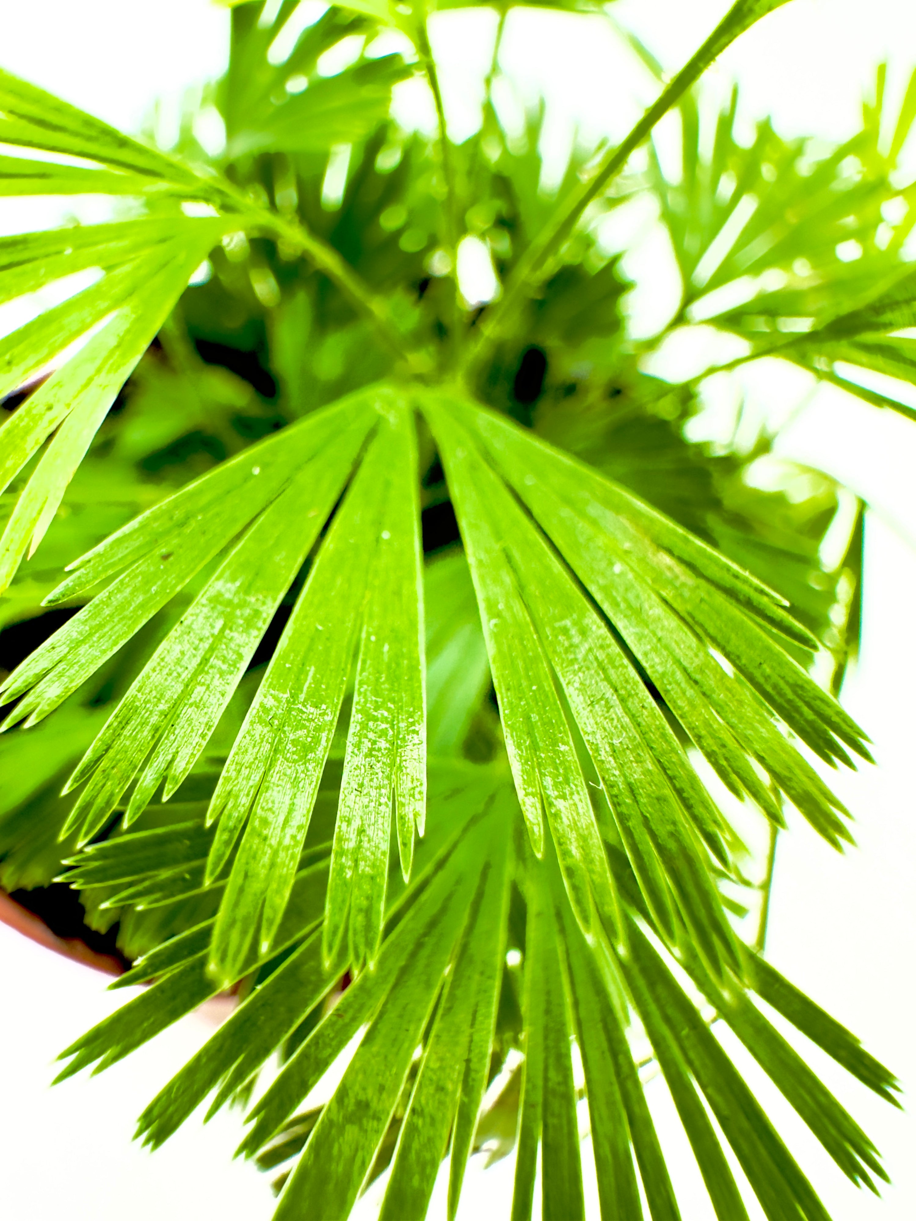 Baby Plant Actiniopteris australis - La Mini Felce a Ventaglio
