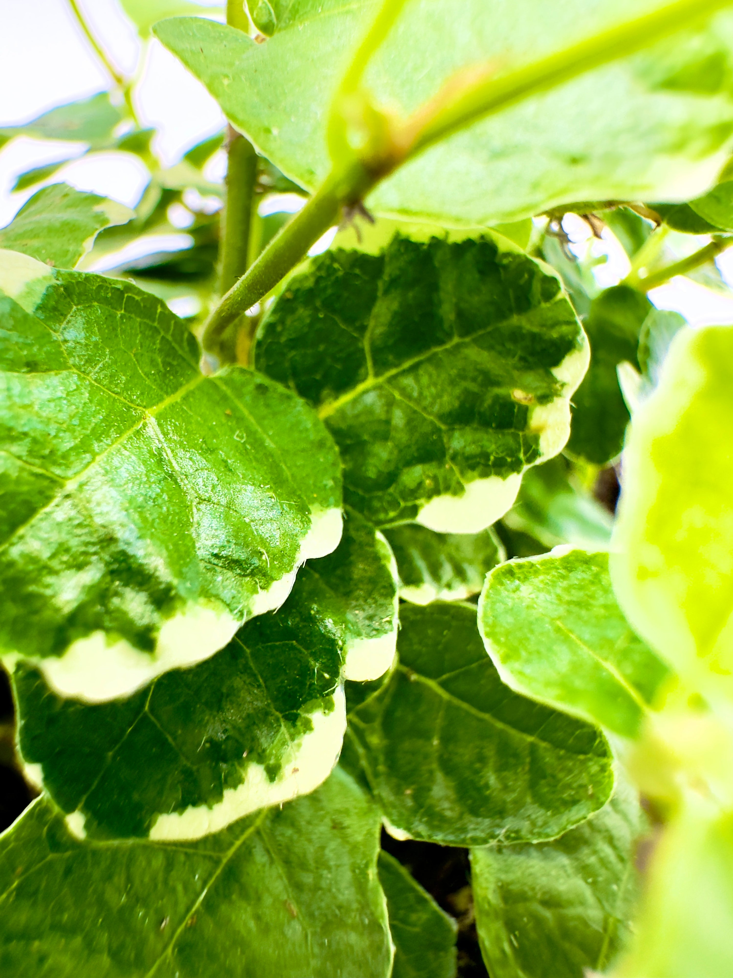 Ficus pumila Variegato - La Rampicante dal Profilo Bianco Ghiaccio