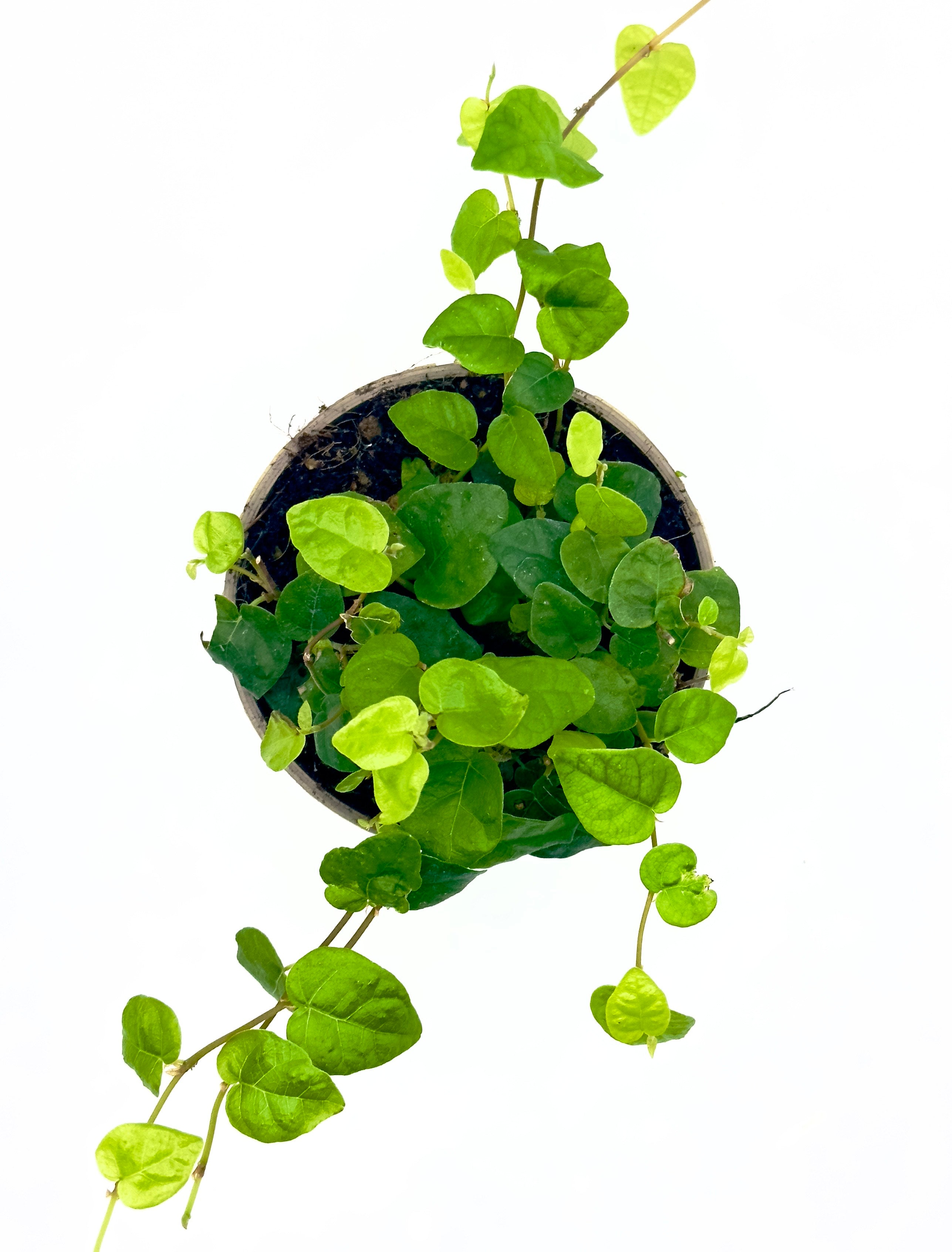 Baby Plant Ficus pumila - La Rampicante per Design Verticale