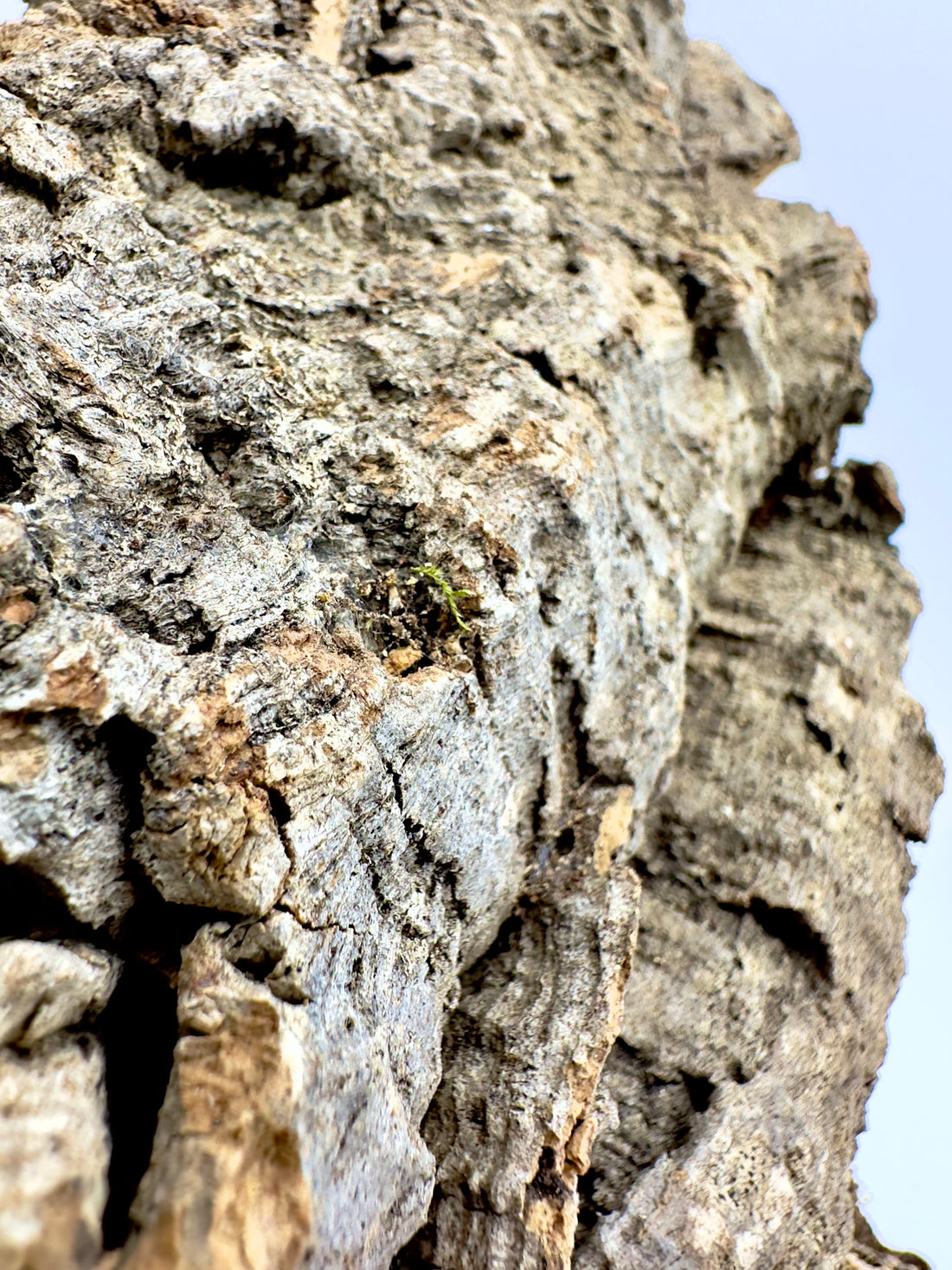 Corteccia di sughero