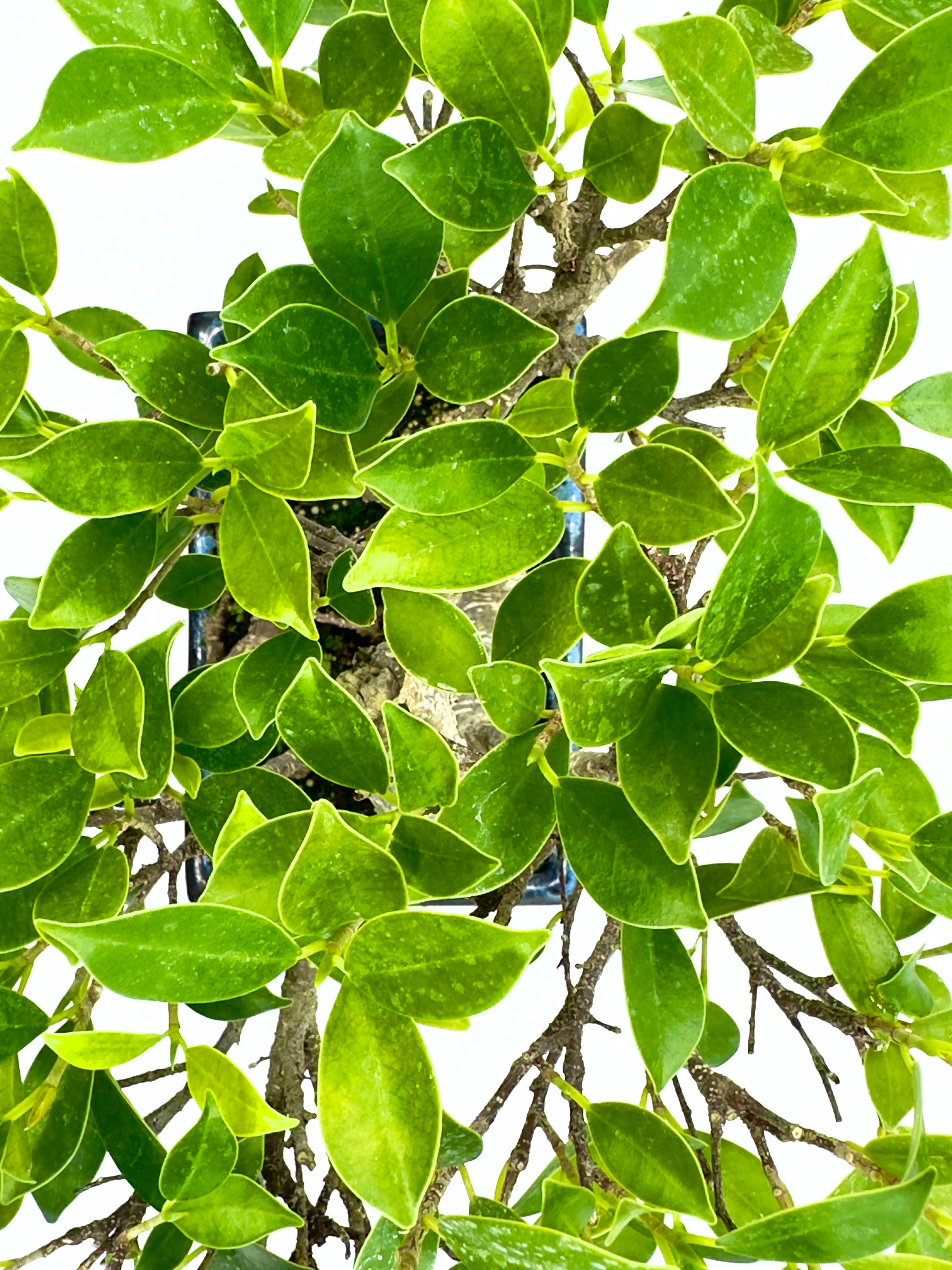 Bonsai Ficus Microcarpa - 15 Anni di Storia e Armonia (Vaso 20 cm)