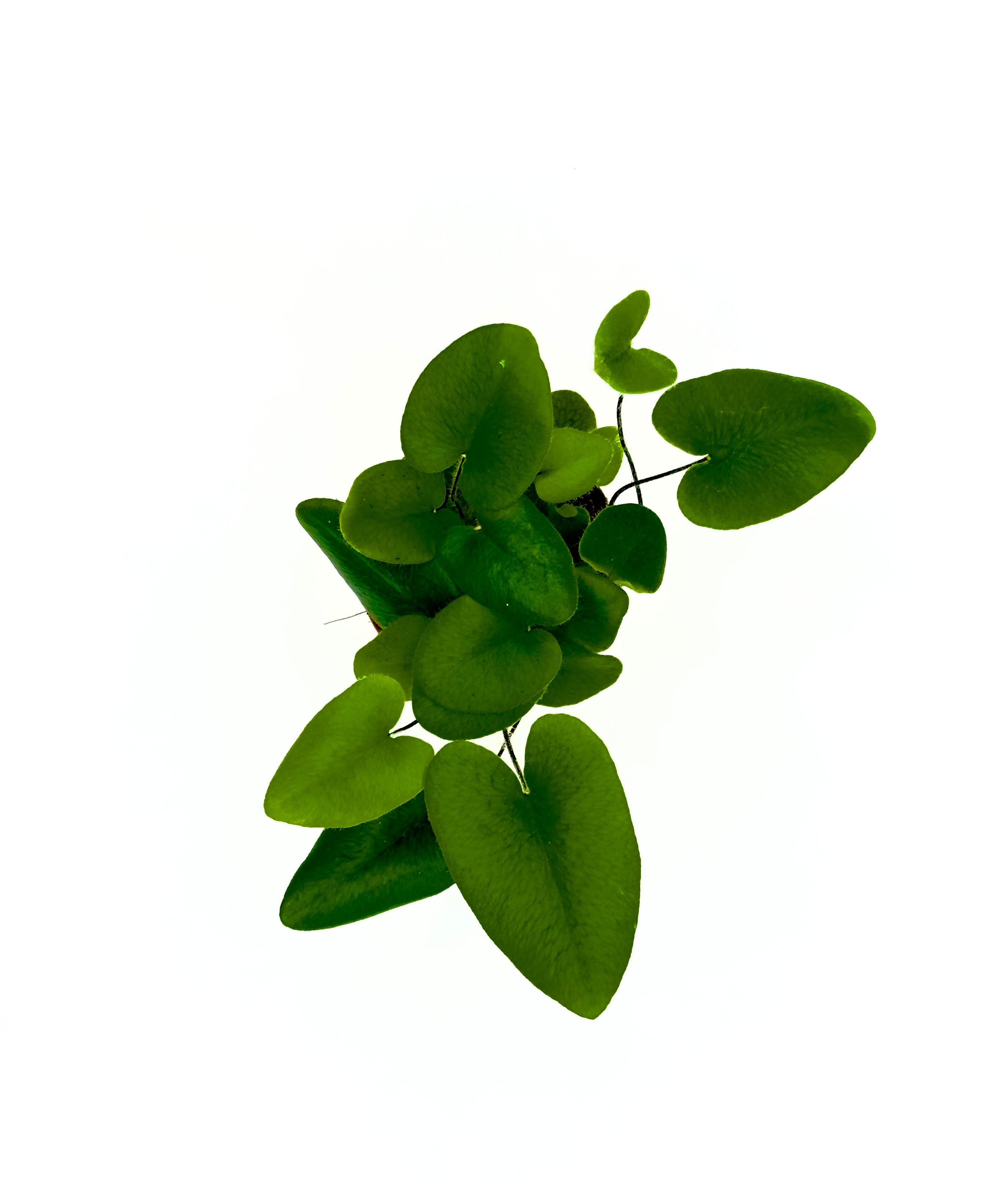 Hemionitis arifolia - Felce a Cuore: Il Tocco Esotico per Casa e Terrarium