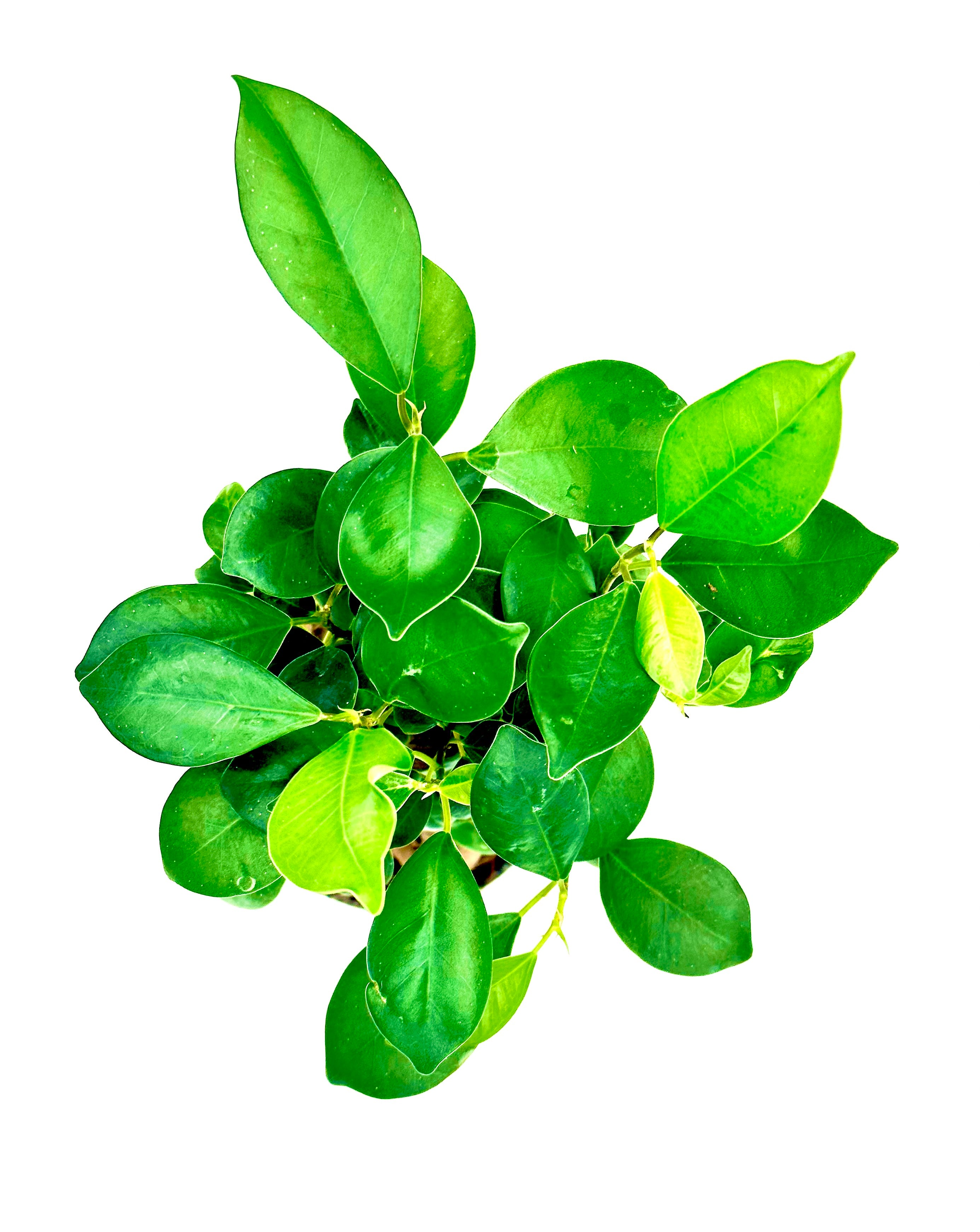 Ficus Ginseng - Il Bonsai Purificatore da Interno