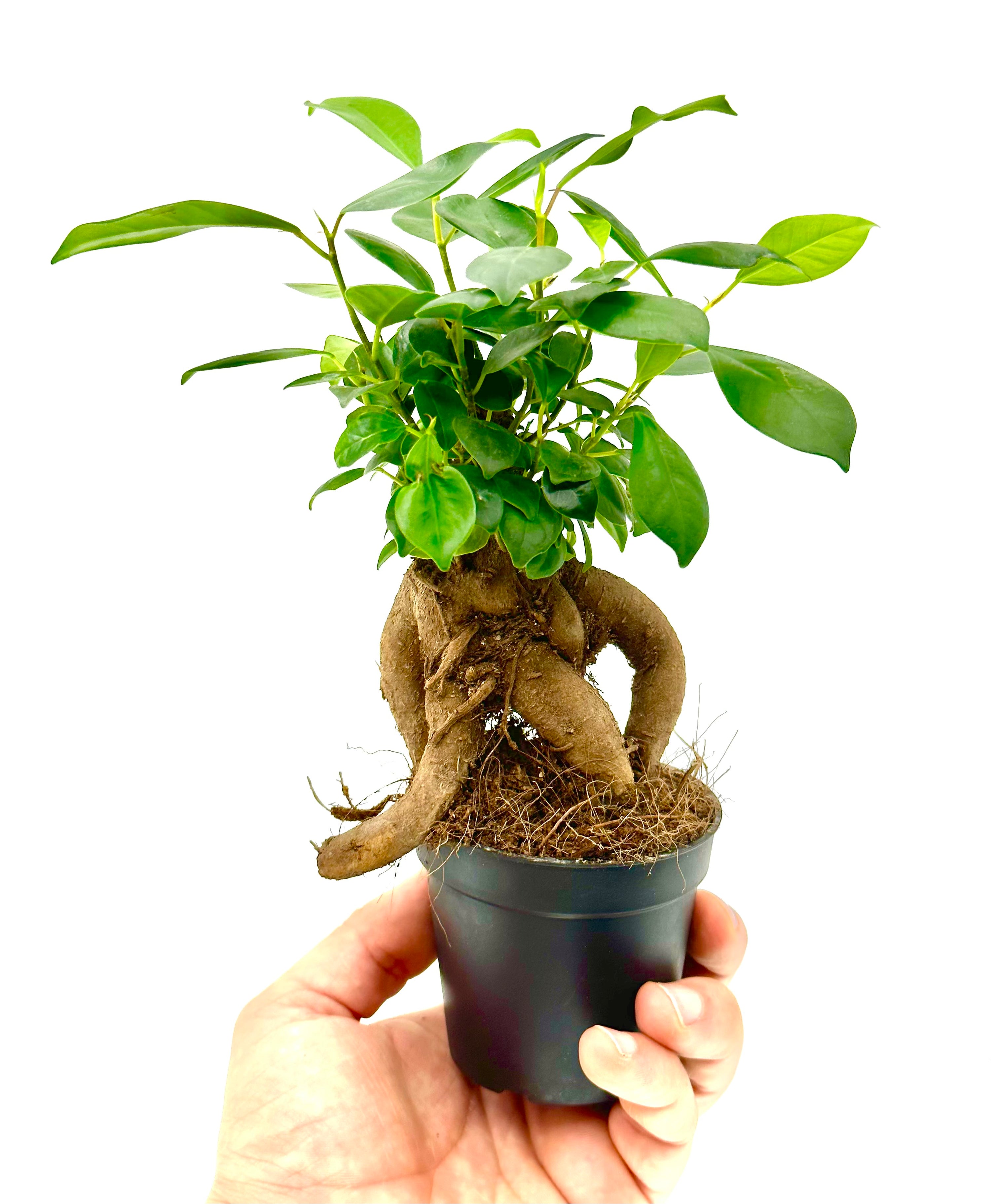 Ficus Ginseng - Il Bonsai Purificatore da Interno