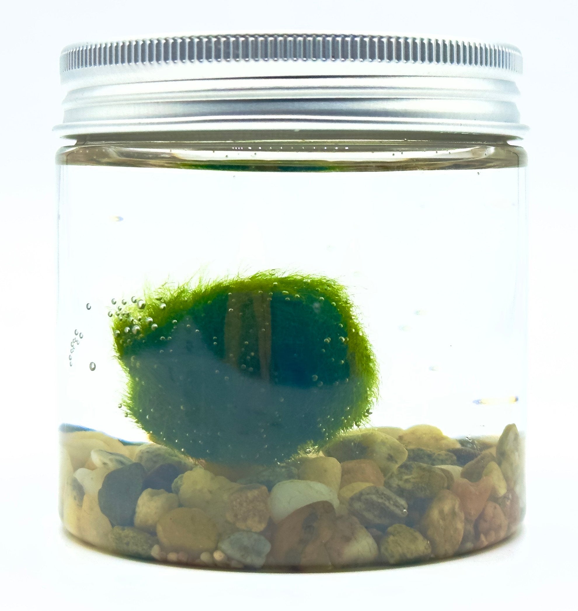 Marimo Modern Style Medium - Kit in Vaso Acrilico Anti-Rottura (7,5x7cm)